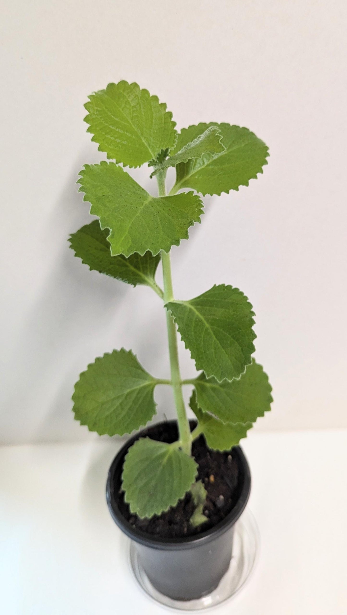 Cuban Oregano Plant. A  rooted Cutting: Organic Indian Borage with Care Guide
