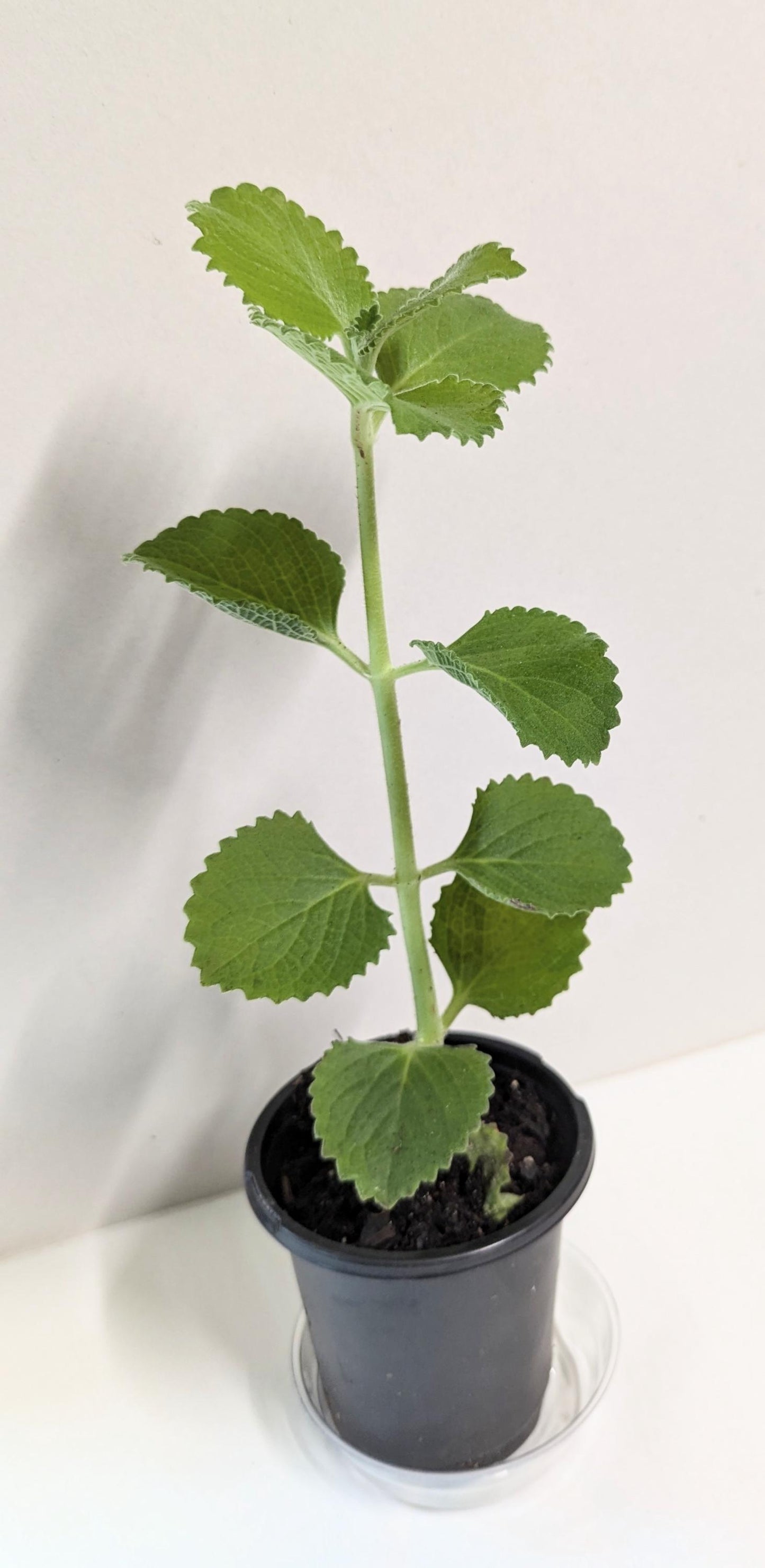 Organic Cuban Oregano Plant: Fragrant Herb Cutting in 4-Inch Pot