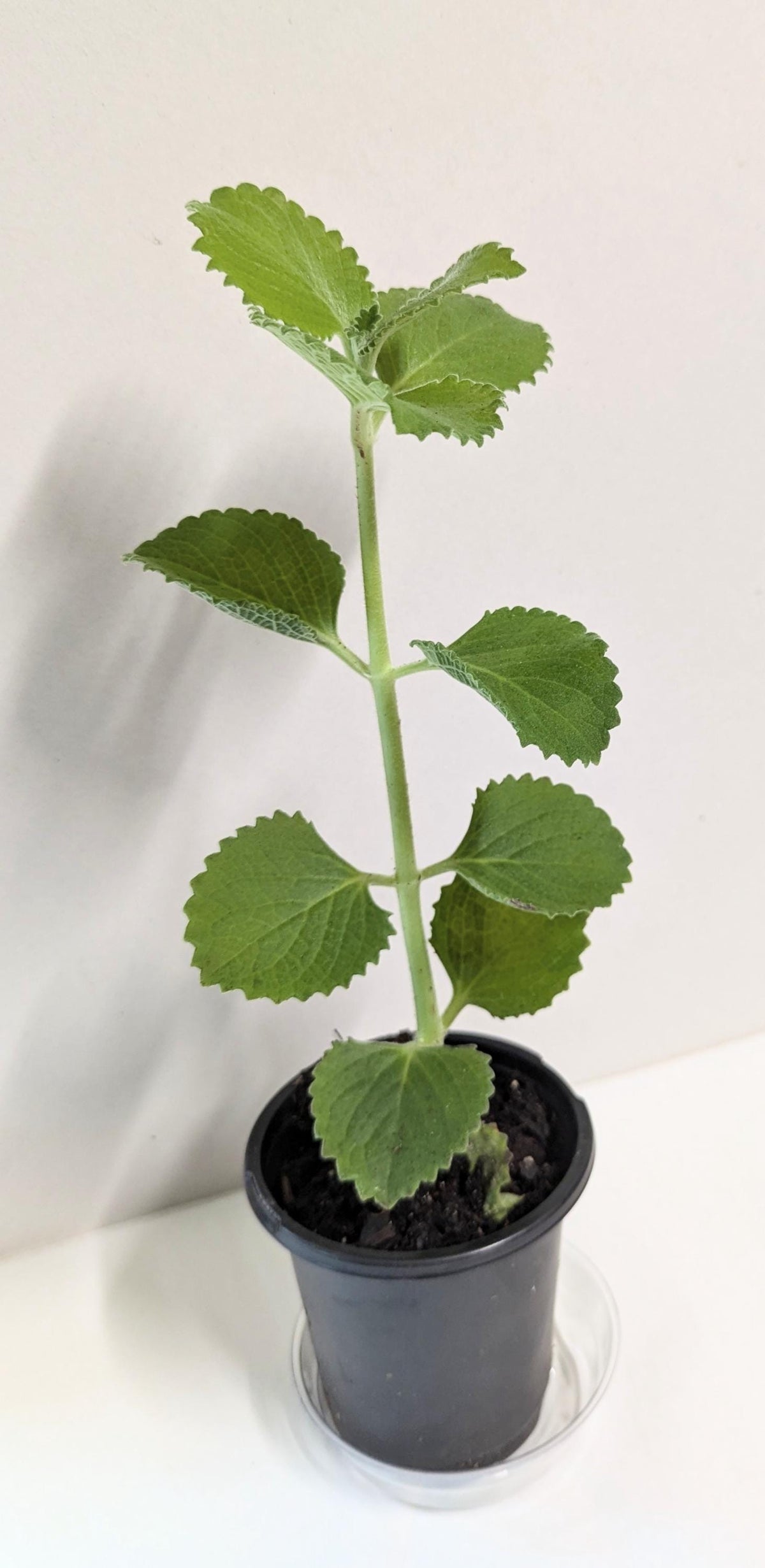 Cuban Oregano Plant. A  rooted Cutting: Organic Indian Borage with Care Guide