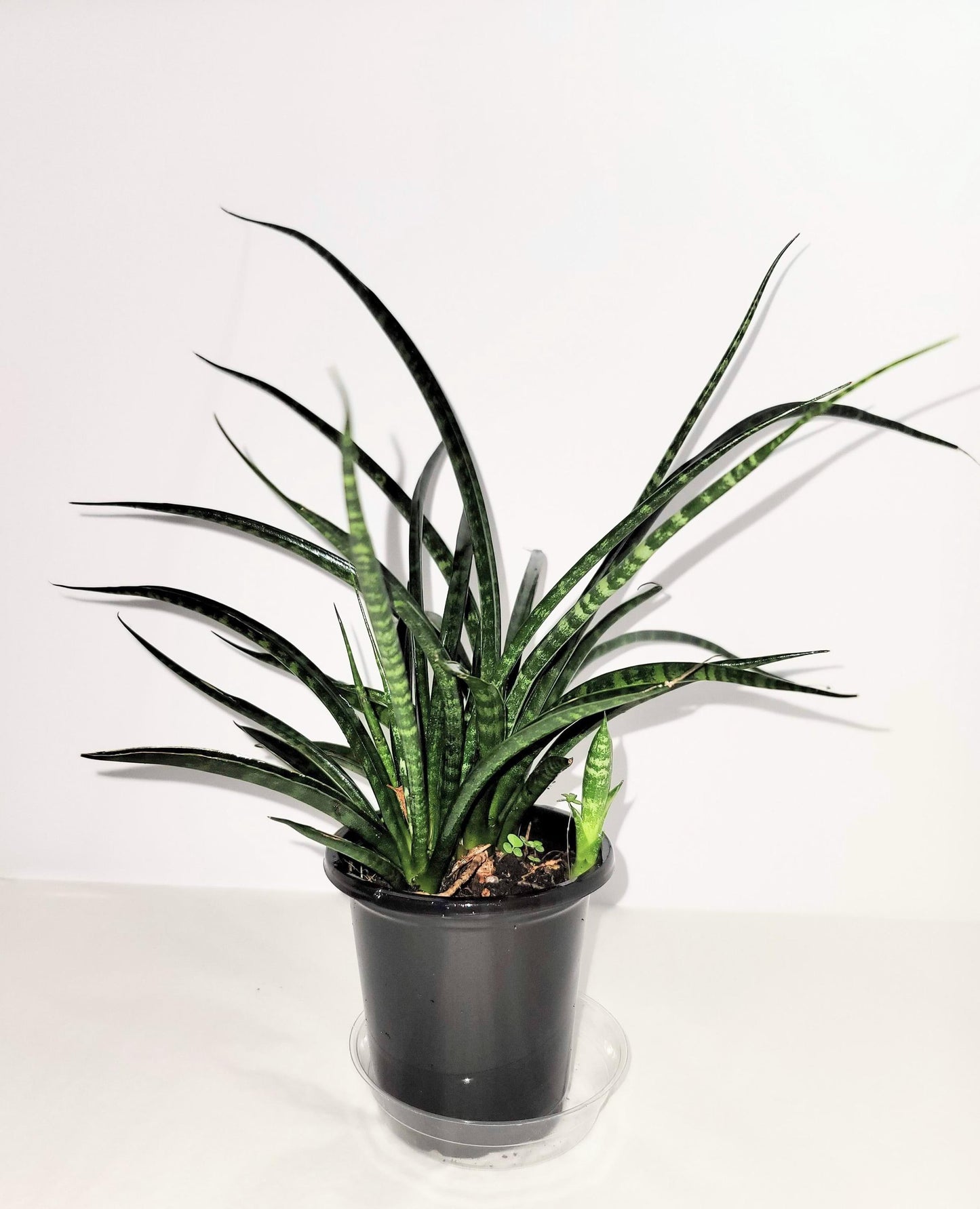 A dark green fan shaped Sansevieria  Cylindrica 'fernwood mikado' plant in a  4 inch  pot.