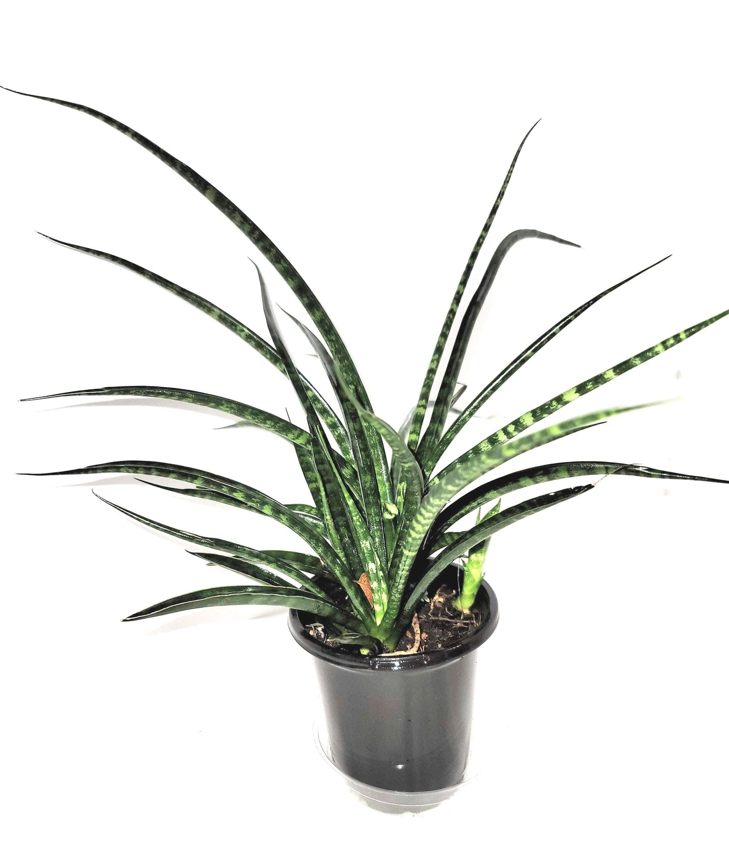 A dark green fan shaped Sansevieria  Cylindrica 'fernwood mikado' plant in a  4 inch  pot.