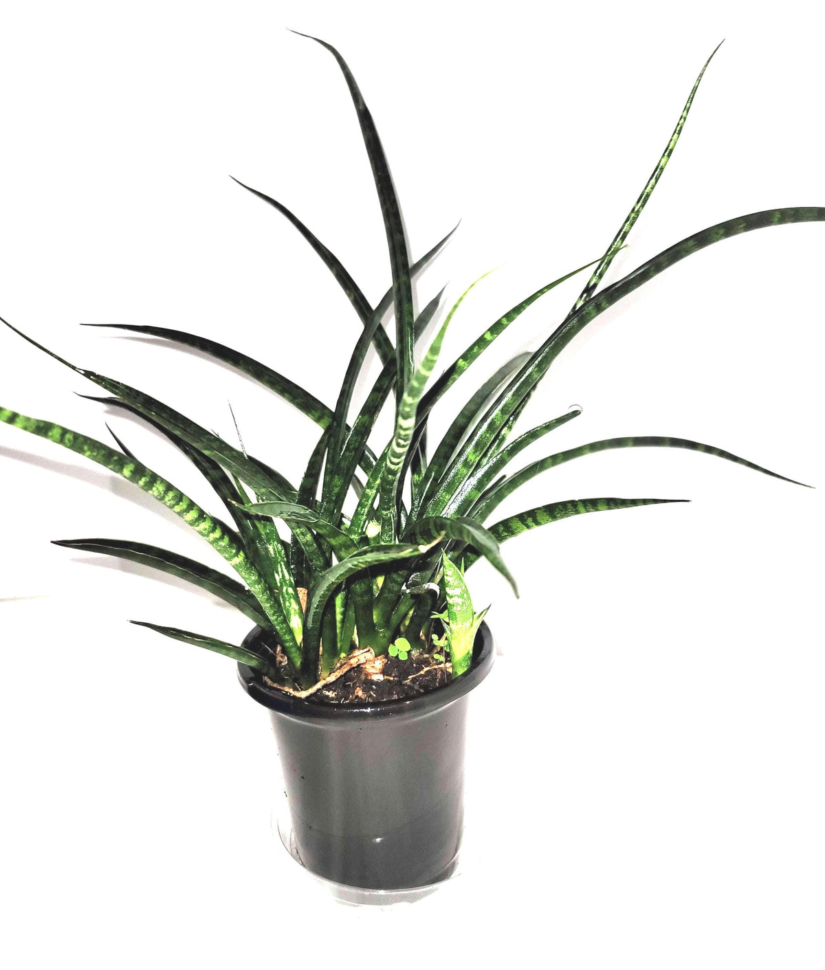 A dark green fan shaped Sansevieria  Cylindrica 'fernwood mikado' plant in a  4 inch  pot.