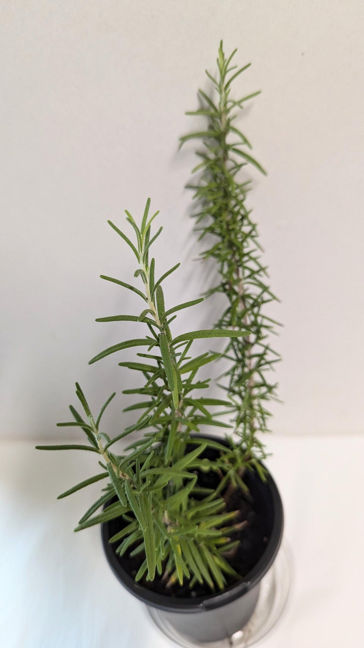 A Rosemary plant, Rosmarinus officinalis in a four inch pot with care guide, and plant food and pot tray.