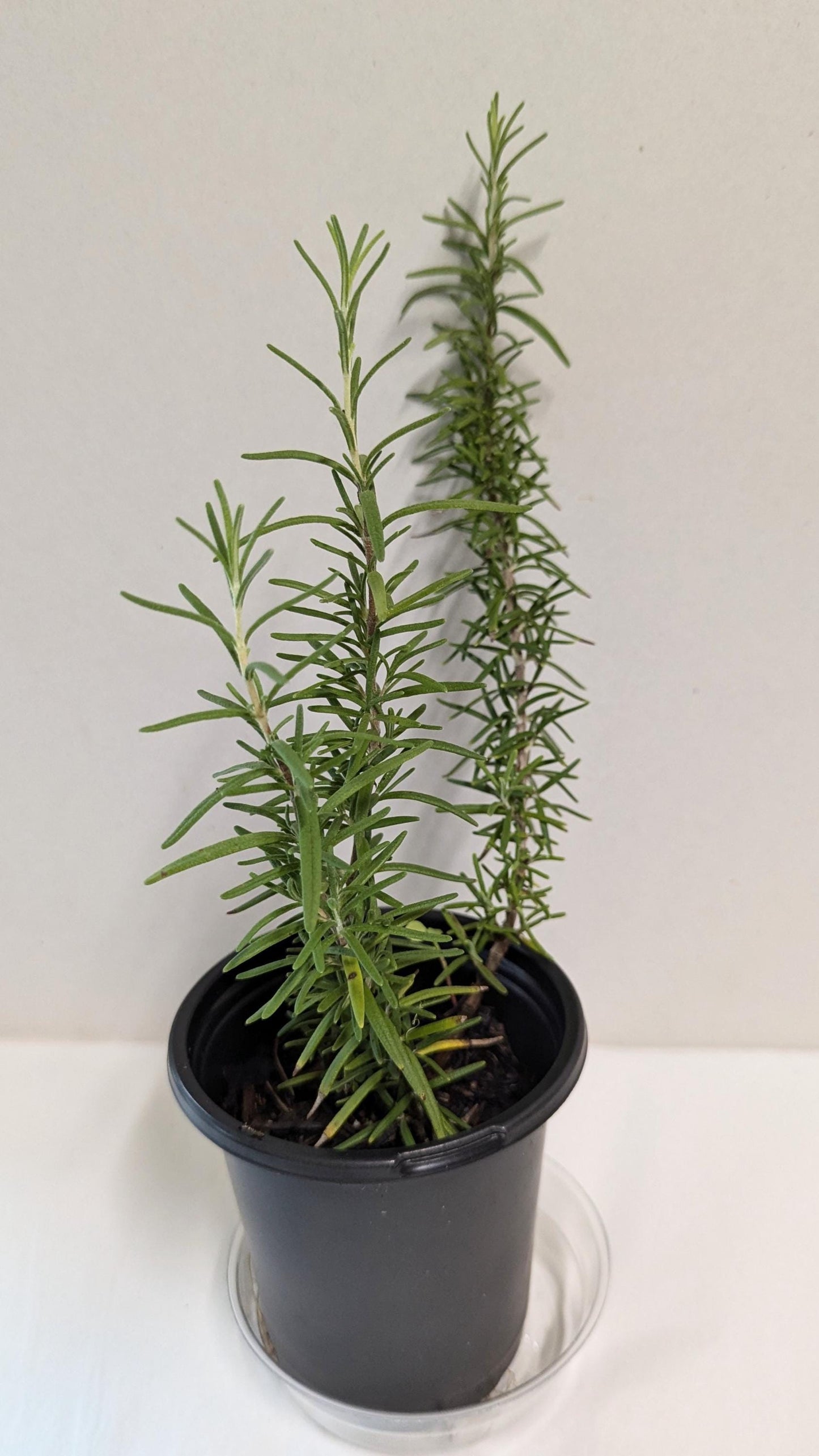 A Rosemary plant, Rosmarinus officinalis in a four inch pot with care guide, and plant food and pot tray.