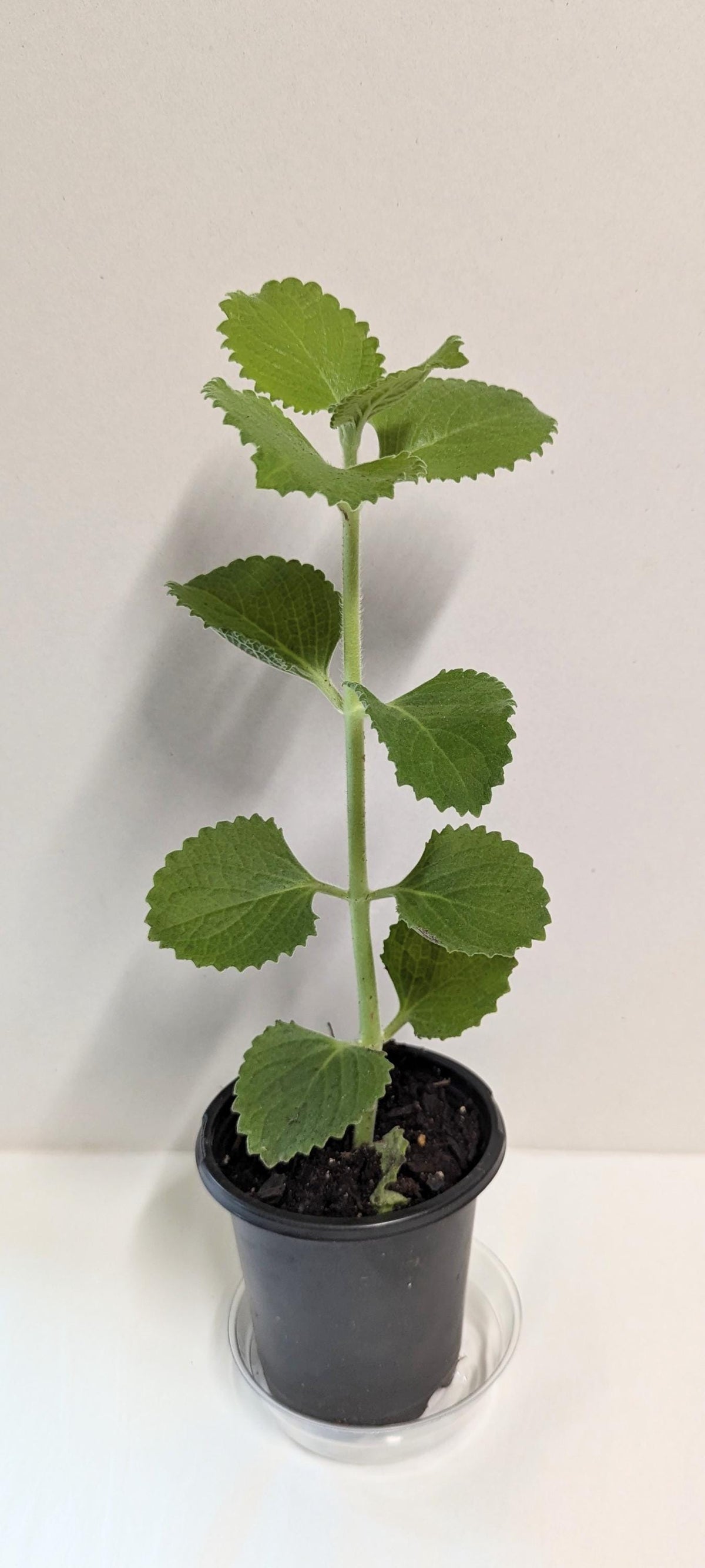 Organic Cuban Oregano Plant: Fragrant Herb Cutting in 4-Inch Pot