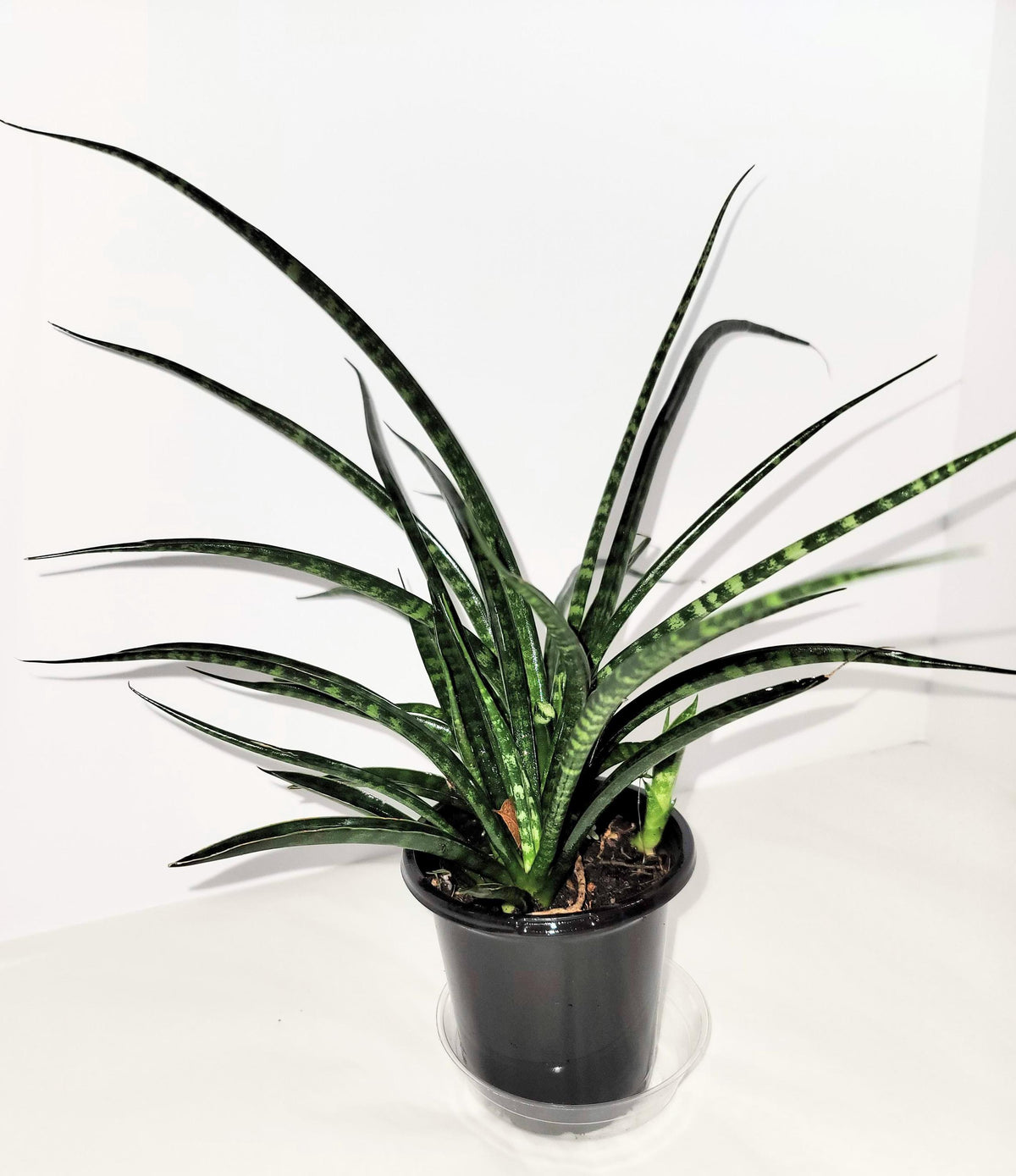 A dark green fan shaped Sansevieria  Cylindrica 'fernwood mikado' plant in a  4 inch  pot.