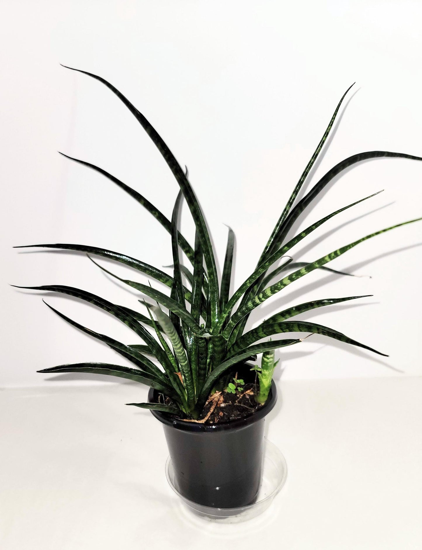 A dark green fan shaped Sansevieria  Cylindrica 'fernwood mikado' plant in a  4 inch  pot.