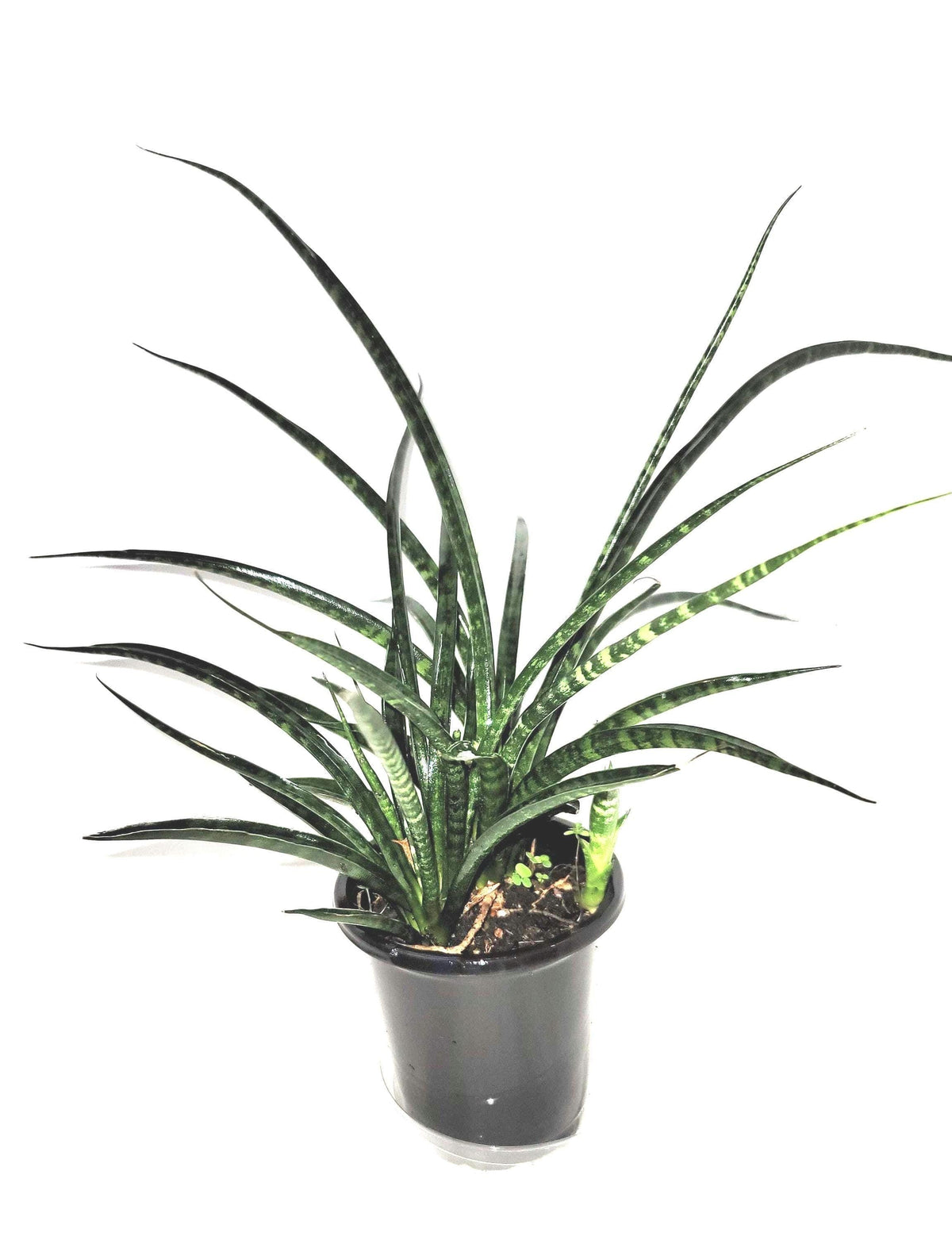 A dark green fan shaped Sansevieria  Cylindrica 'fernwood mikado' plant in a  4 inch  pot.