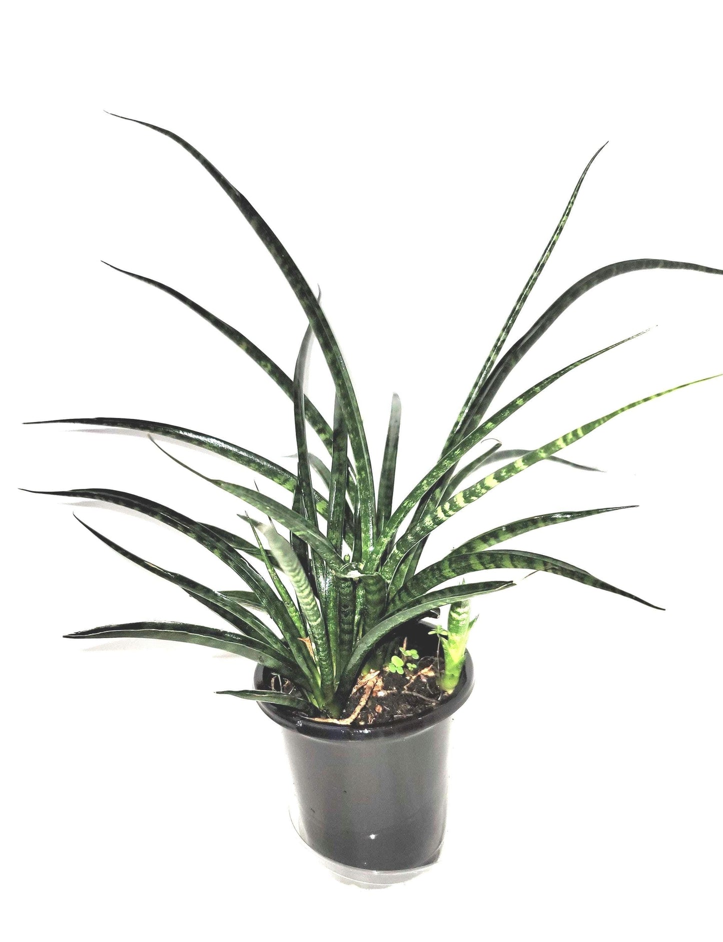 A dark green fan shaped Sansevieria  Cylindrica 'fernwood mikado' plant in a  4 inch  pot.