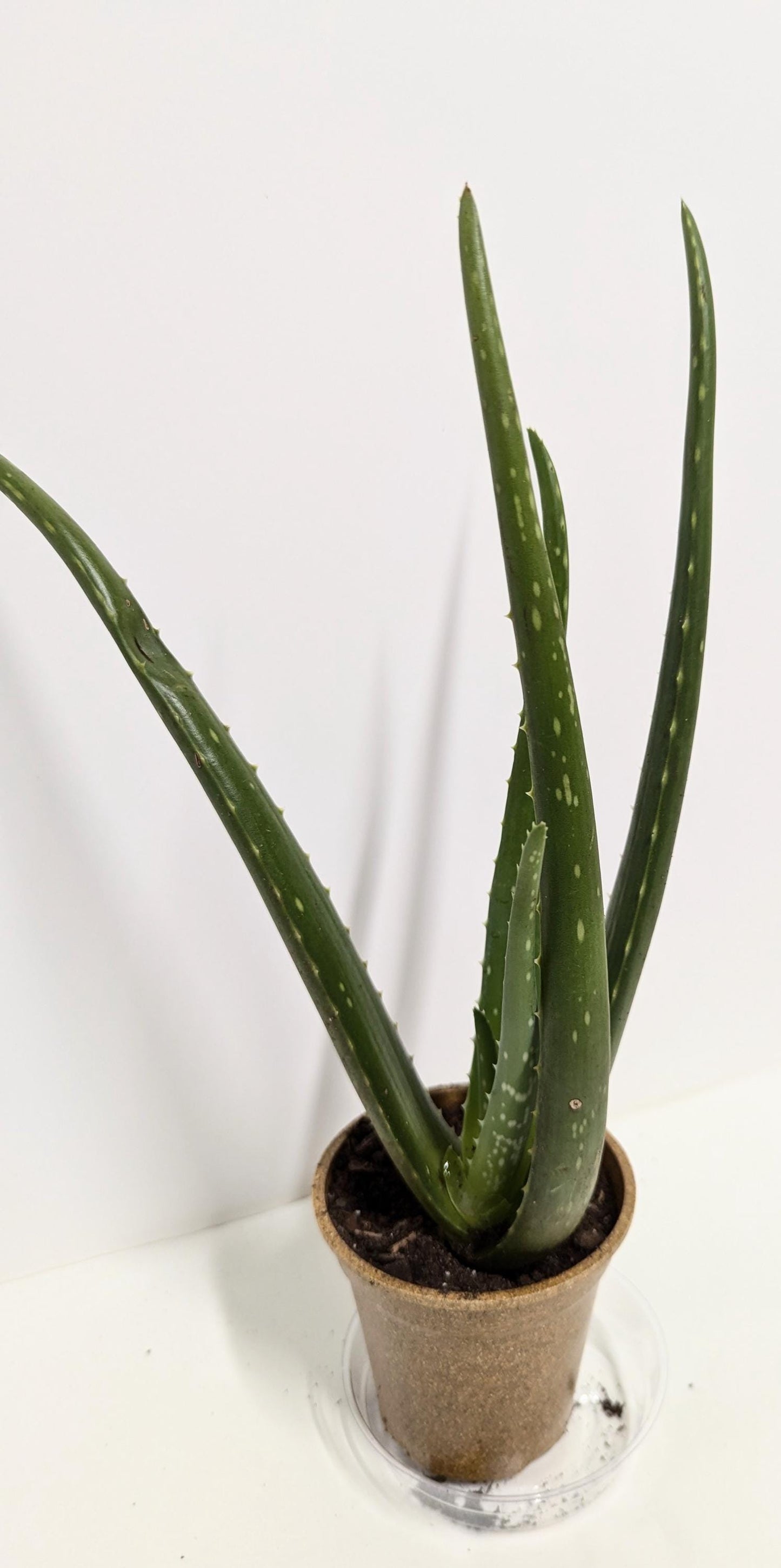 Mature Florida Aloe Vera Plant in Rice Hull Pot