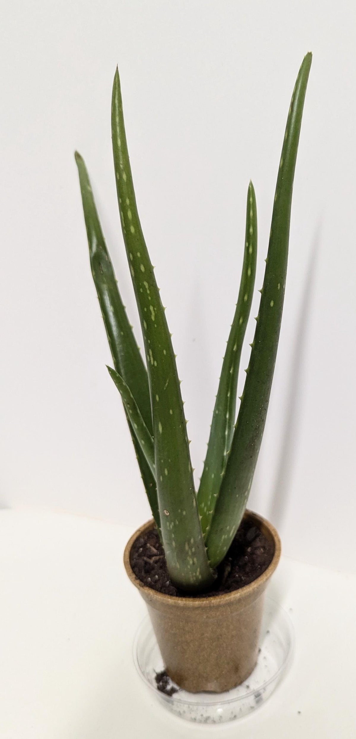 Organic Aloe Vera Plant: Tall, Strong Roots in 4-Inch Pot