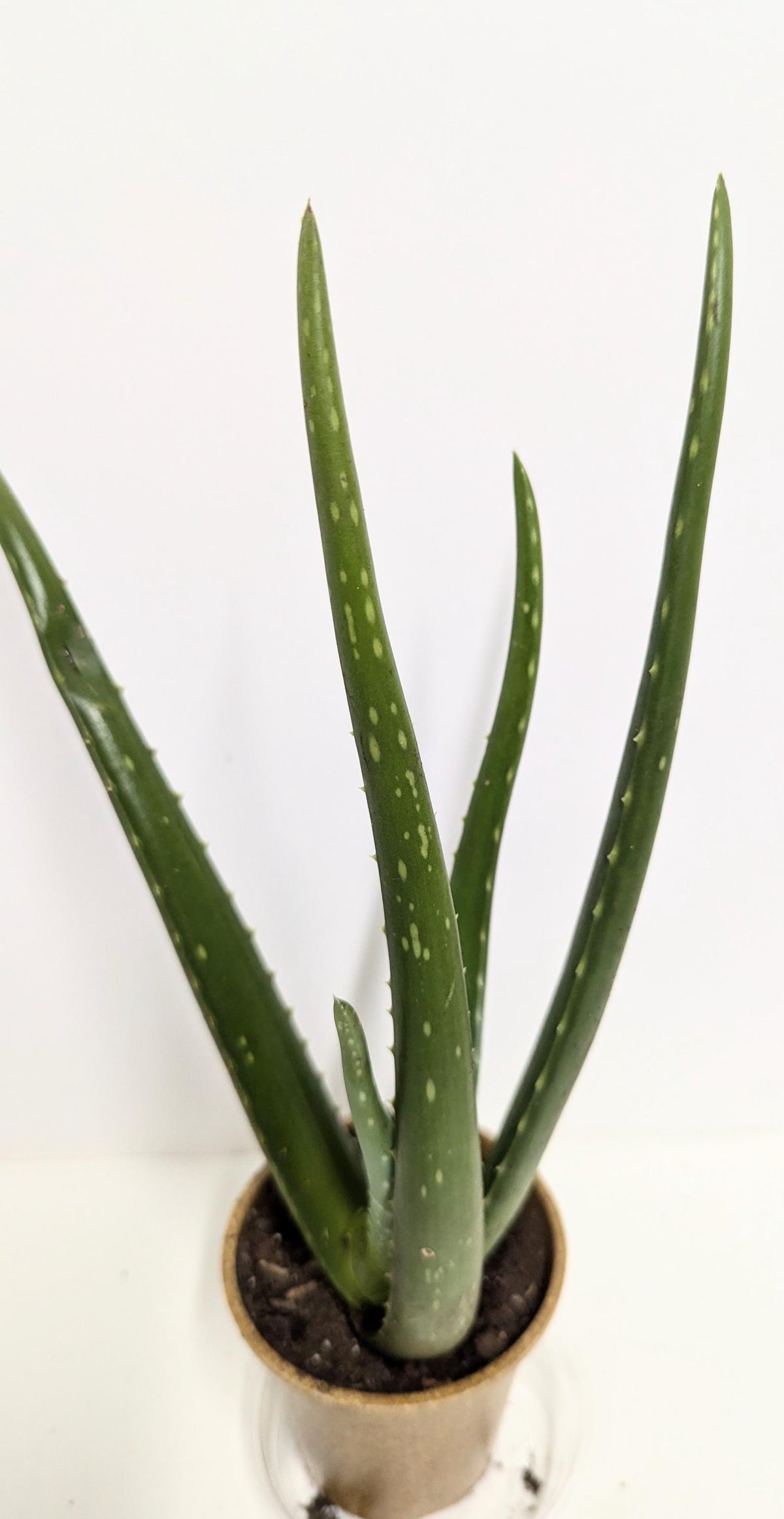 Organic Aloe Vera Plant: Tall, Strong Roots in 4-Inch Pot