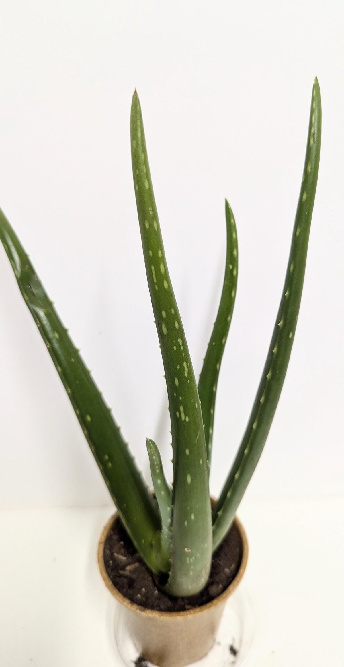 Mature Florida Aloe Vera Plant in Rice Hull Pot