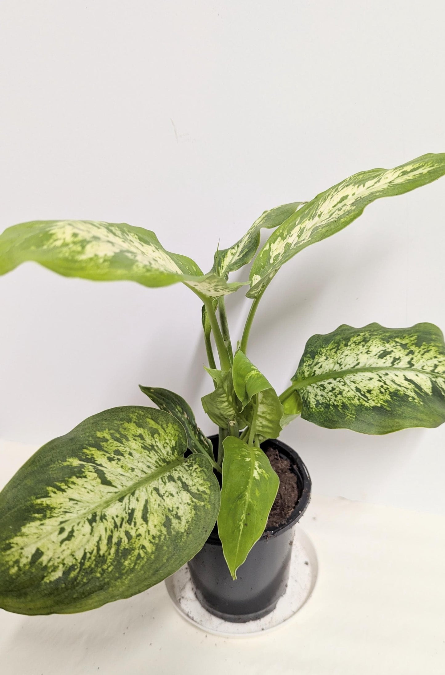 Dieffenbachia Plant, Low Light Houseplant (4 inch pot)
