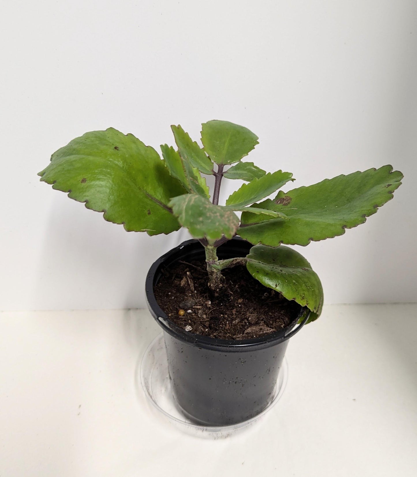Organic Kalanchoe pinnata & Aloe Plant Duo - 4 Inch Pot