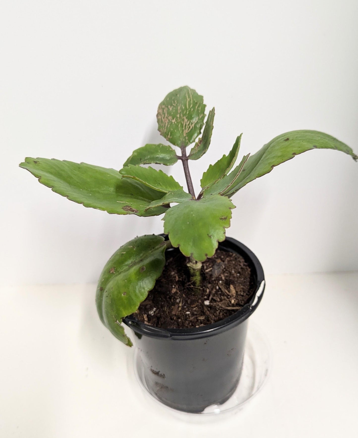 Organic Kalanchoe Pinnata Plant: Medicinal Heirloom in 2.5" Pot.