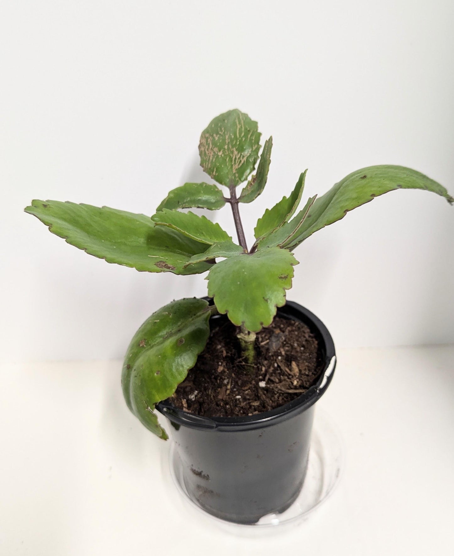 Organic Kalanchoe pinnata & Aloe Plant Duo - 4 Inch Pot