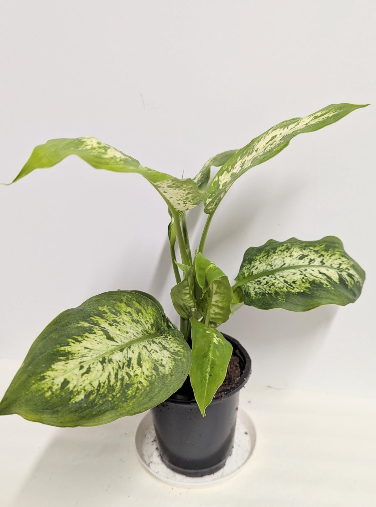 Dieffenbachia Plant, Low Light Houseplant (4 inch pot)