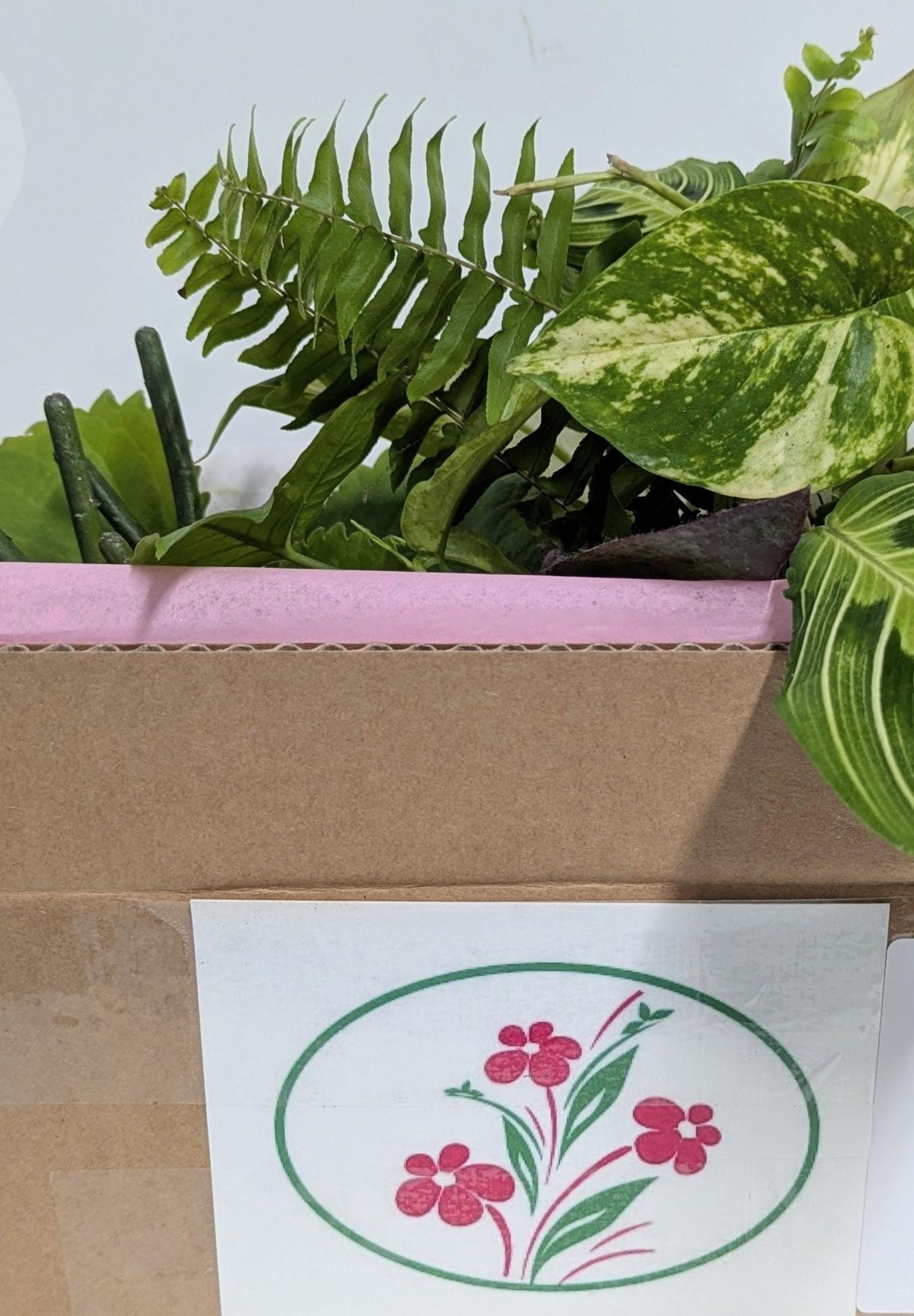 Houseplant Cuttings Gift Box.10 Starter Plants with Pots & Food