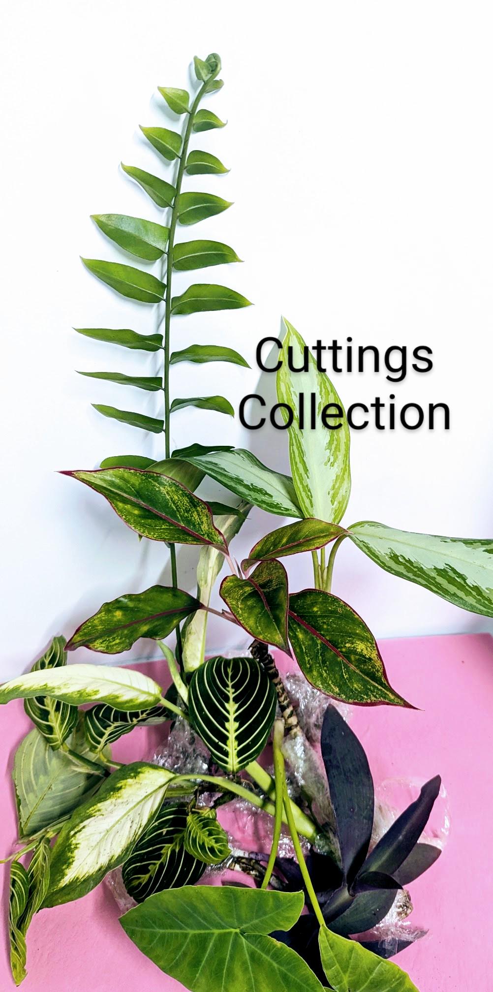 Houseplant Cuttings Gift Box.10 Starter Plants with Pots & Food