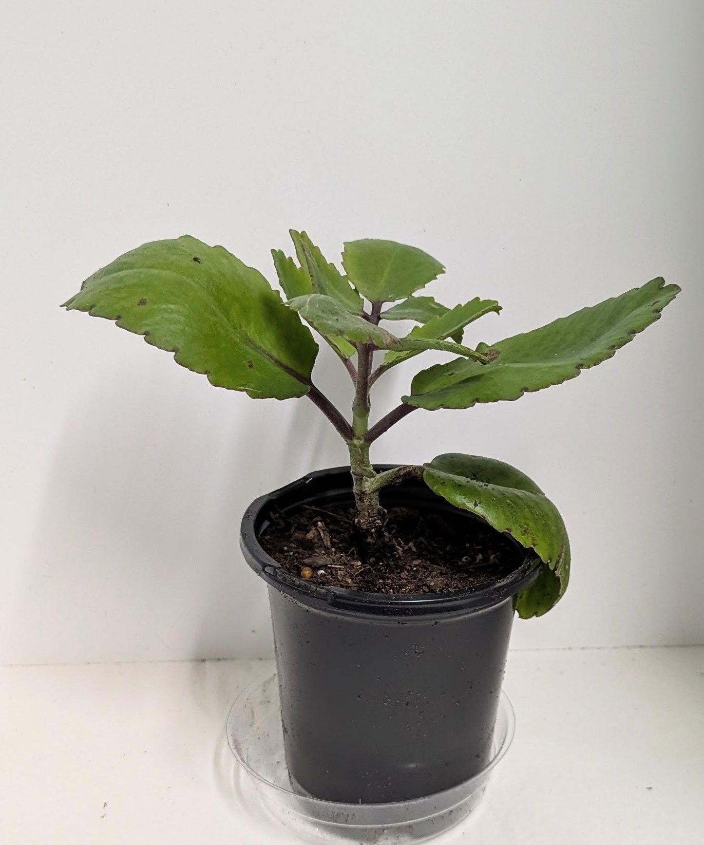 Organic Kalanchoe Pinnata Plant: Medicinal Heirloom in 2.5" Pot.