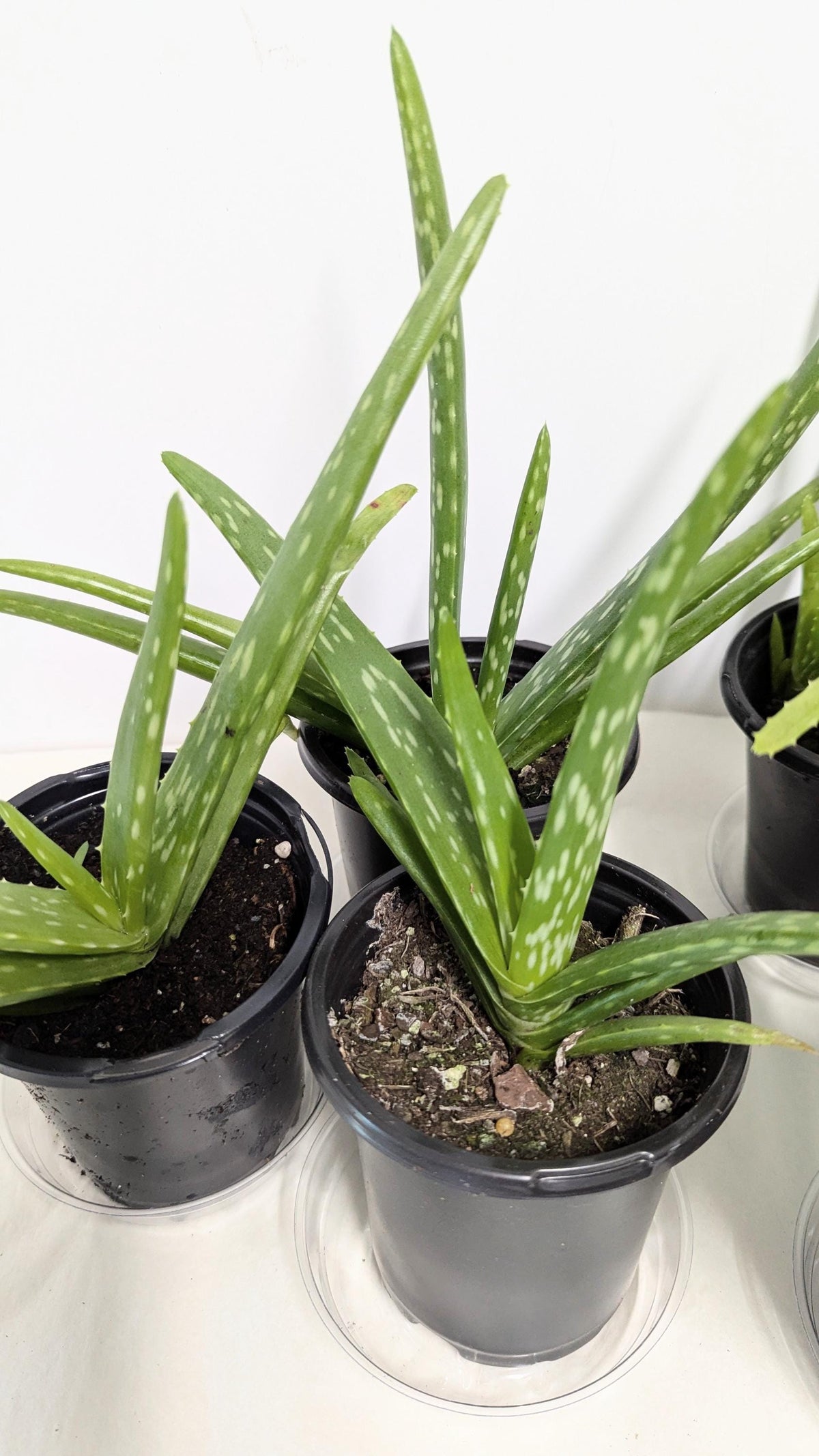 Organic Aloe Vera Plant: 2 Inch Pot, Plant Food & Care Guide
