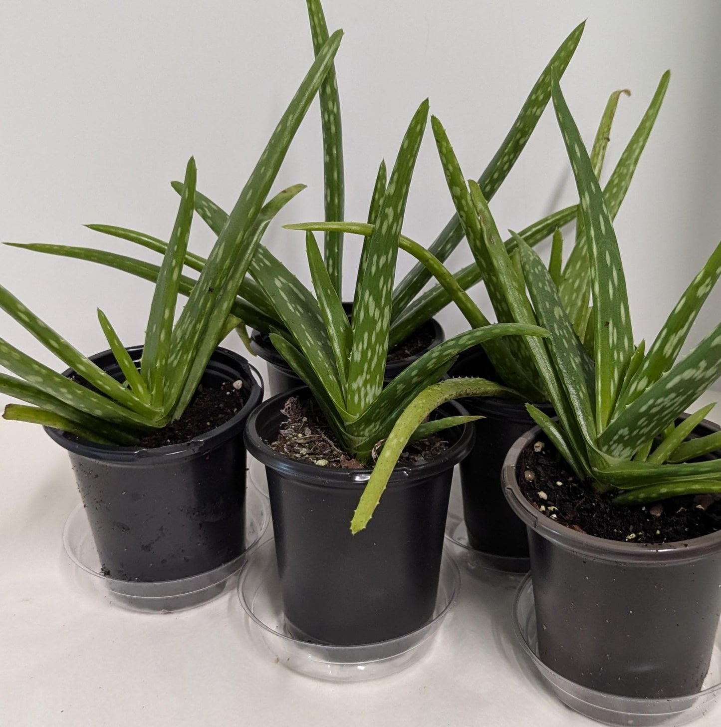 Organic Aloe Vera Plant: 2 Inch Pot, Plant Food & Care Guide