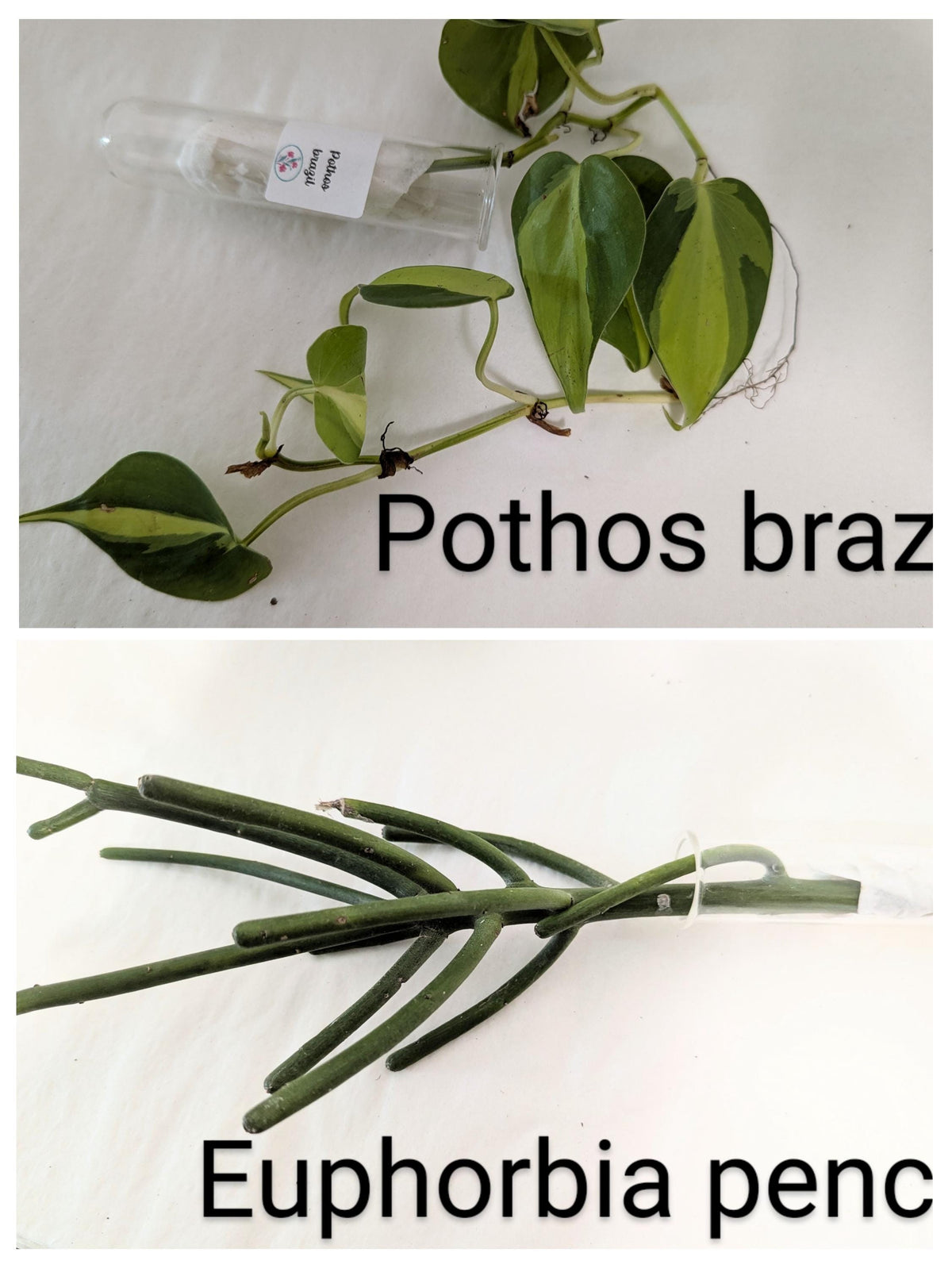 Houseplant Cuttings Gift Box.10 Starter Plants with Pots & Food