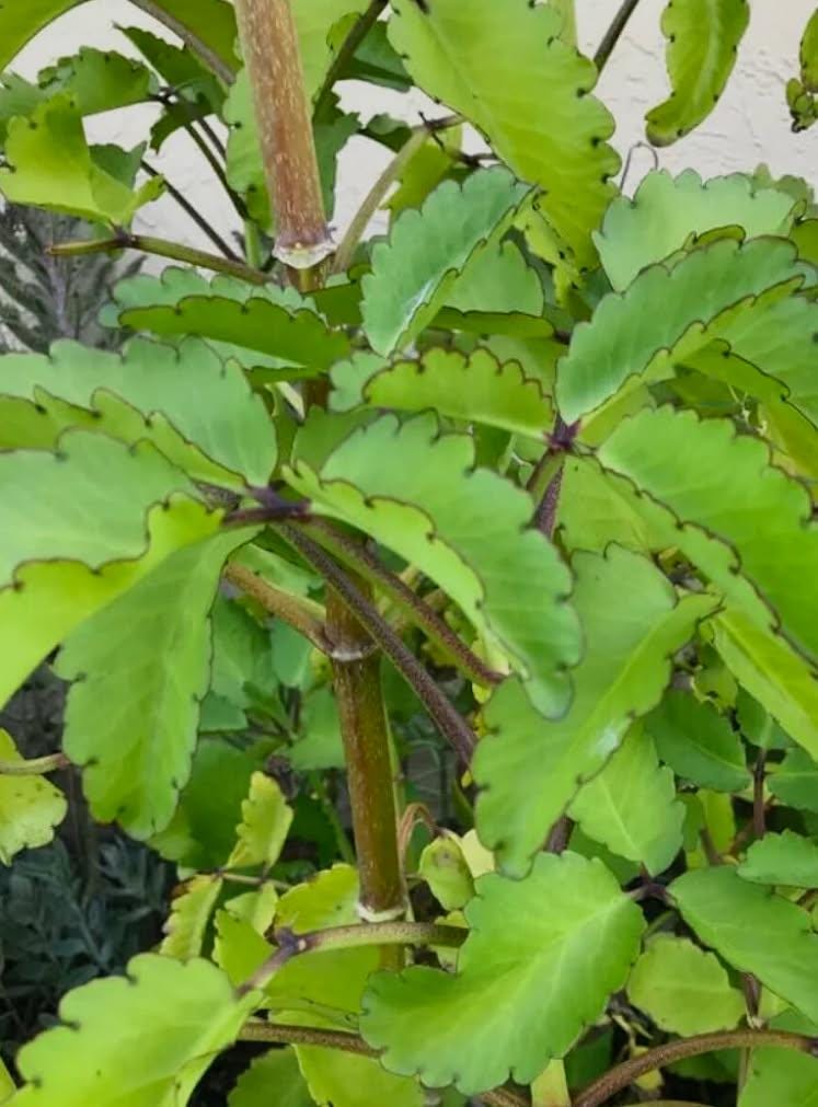 Five Organic Kalanchoe Pinnata Leaves: Medicinal Plant Cuttings