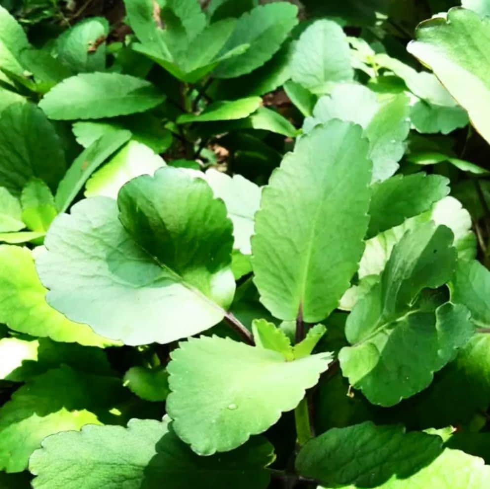 Five Organic Kalanchoe Pinnata Leaves: Medicinal Plant Cuttings
