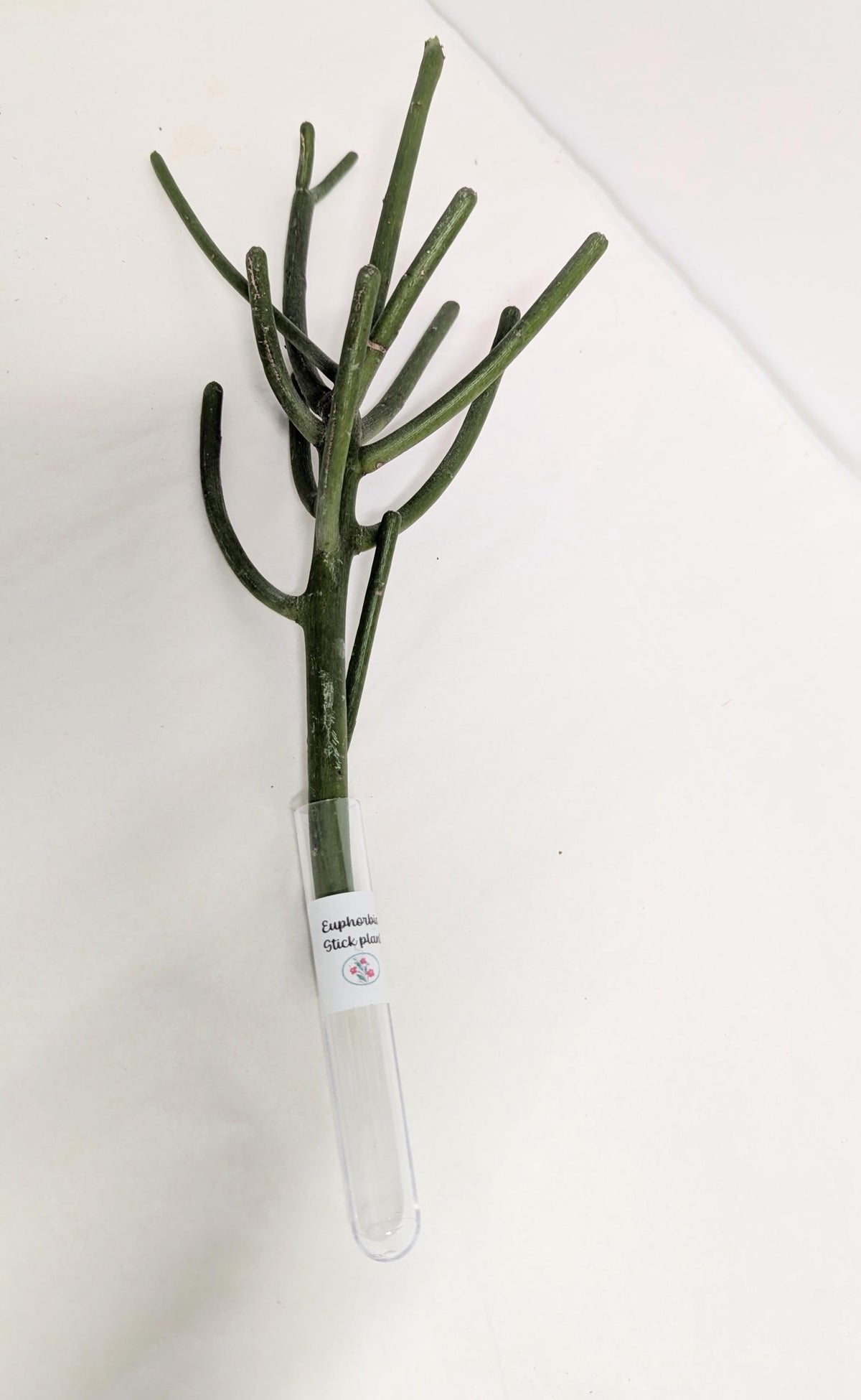 Organic Houseplant bare rooted plants Collection: Home Garden Plants. No CA shipping sorry.