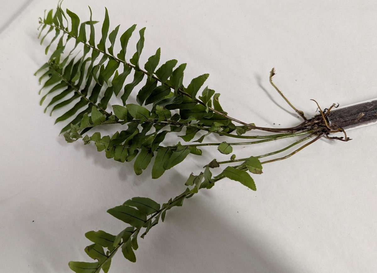 Organic Houseplant Cuttings Collection: Home Garden Plants.No CA shipping sorry.