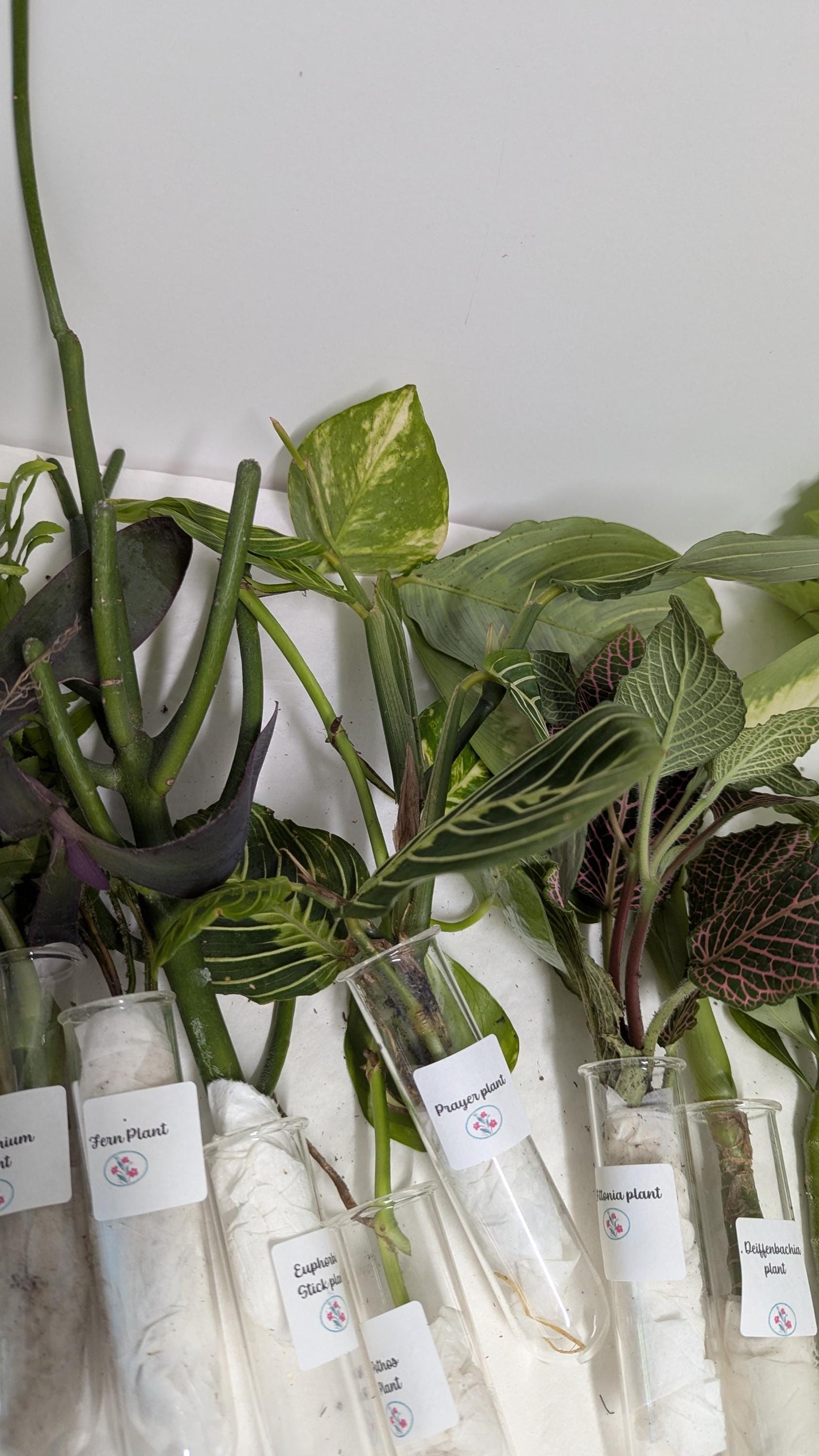 Organic Houseplant bare rooted plants Collection: Home Garden Plants. No CA shipping sorry.