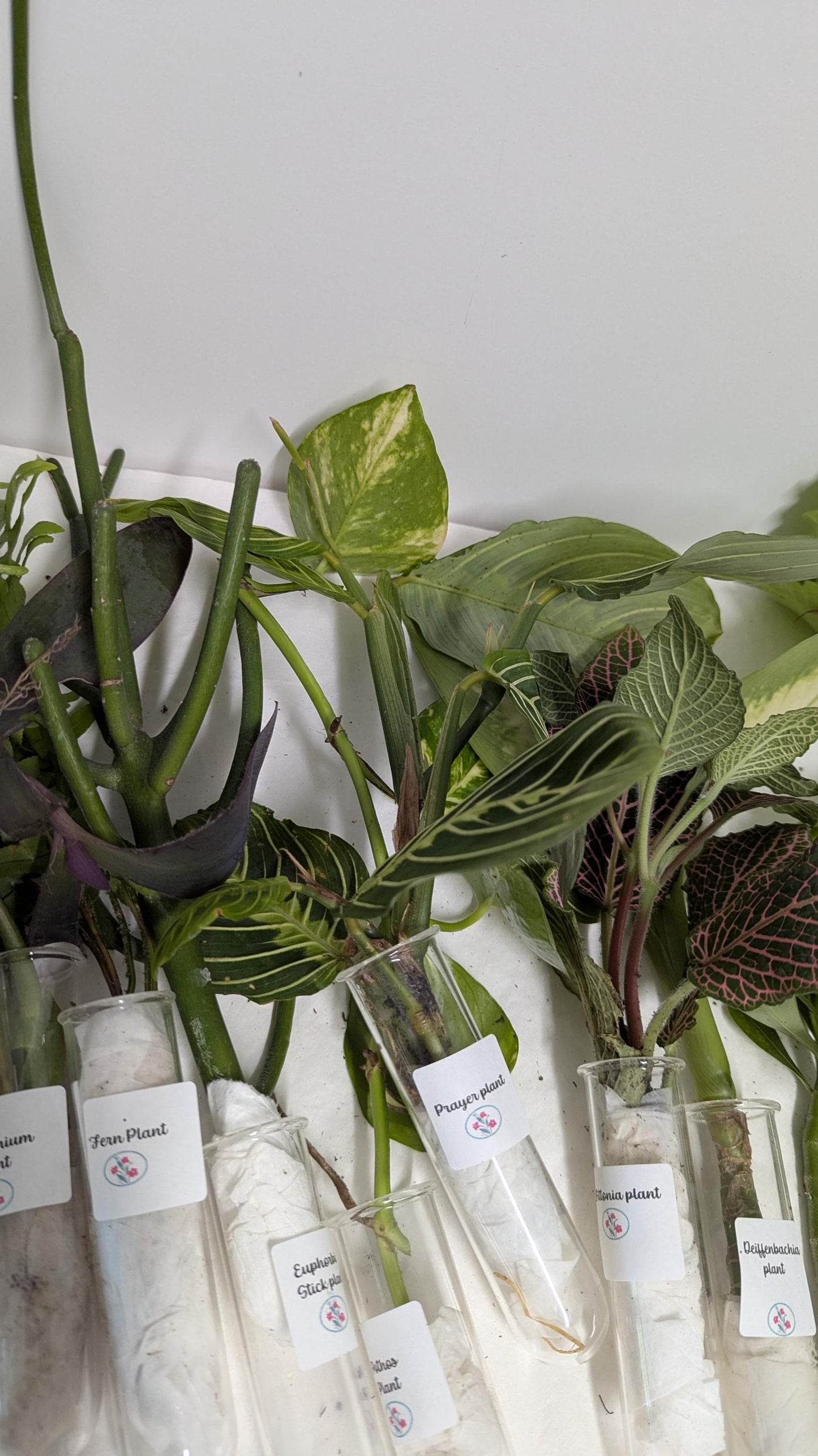 Organic Houseplant Cuttings Collection: Home Garden Plants.No CA shipping sorry.