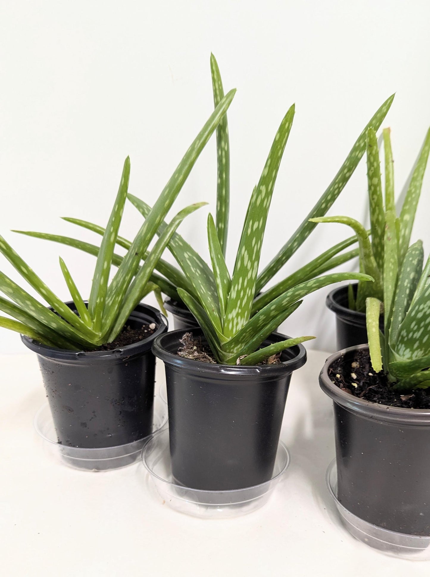 Organic Aloe Vera Plant: 2 Inch Pot, Plant Food & Care Guide