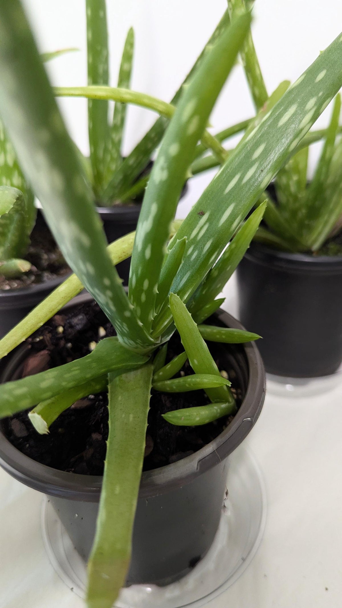 Organic Aloe Vera Plant: 2 Inch Pot, Plant Food & Care Guide