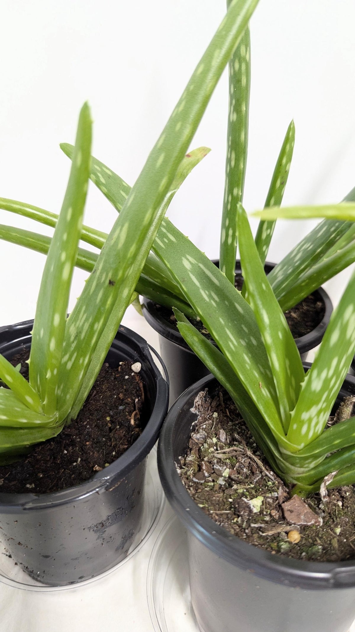 Organic Aloe Vera Plant: 2 Inch Pot, Plant Food & Care Guide