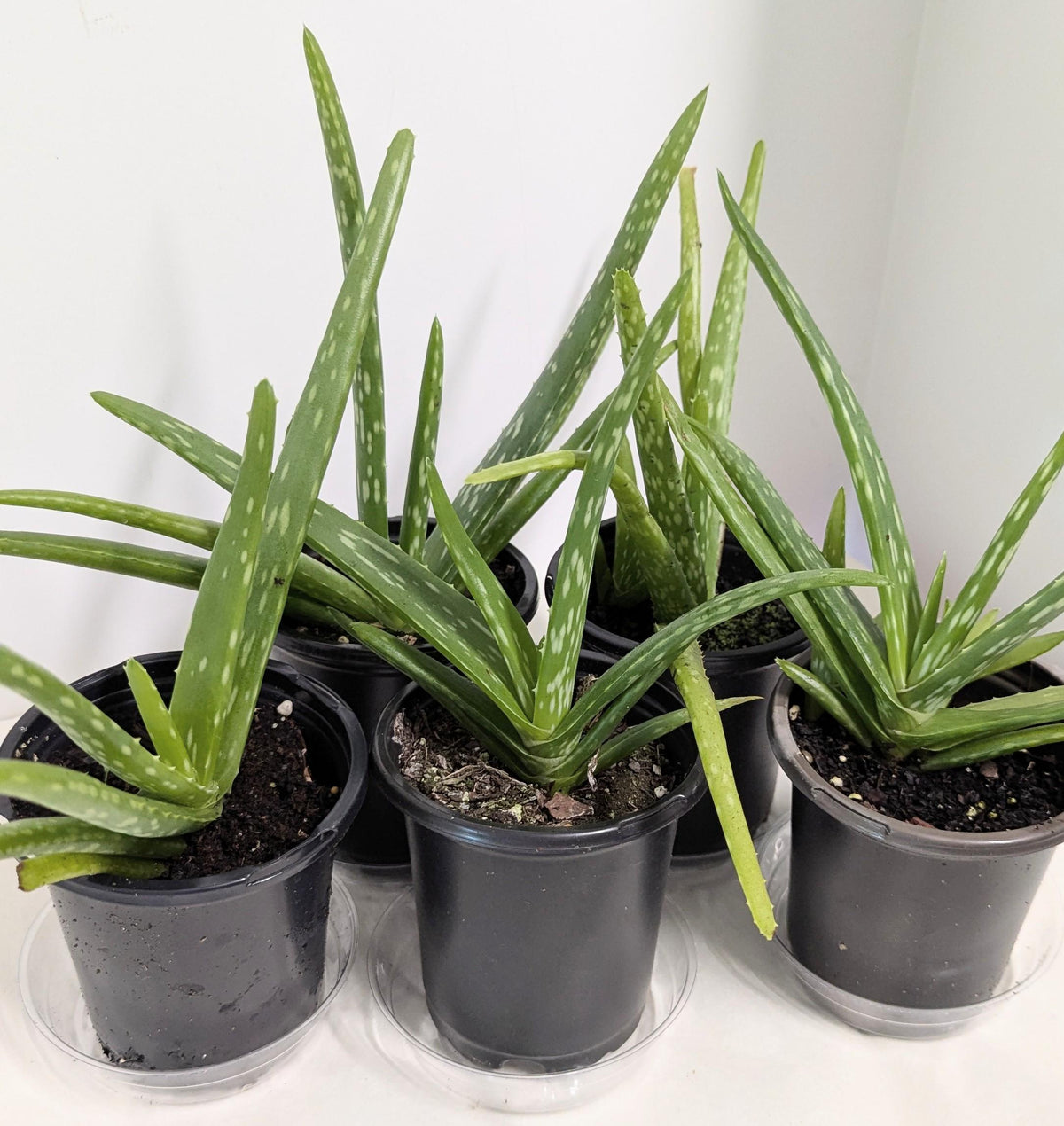 Organic Aloe Vera Plant: 2 Inch Pot, Plant Food & Care Guide