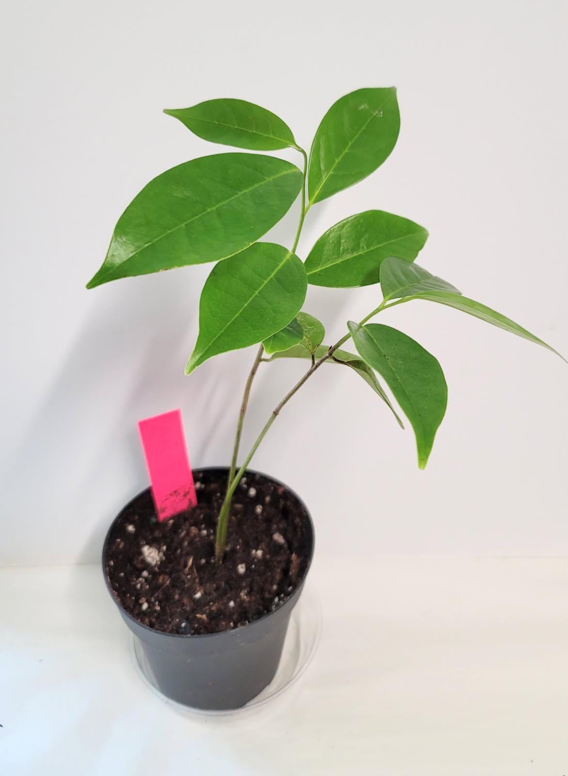 Soursop Tree Seeds  Grow Indoors or Garden, Health Benefits.Seed planting guide.