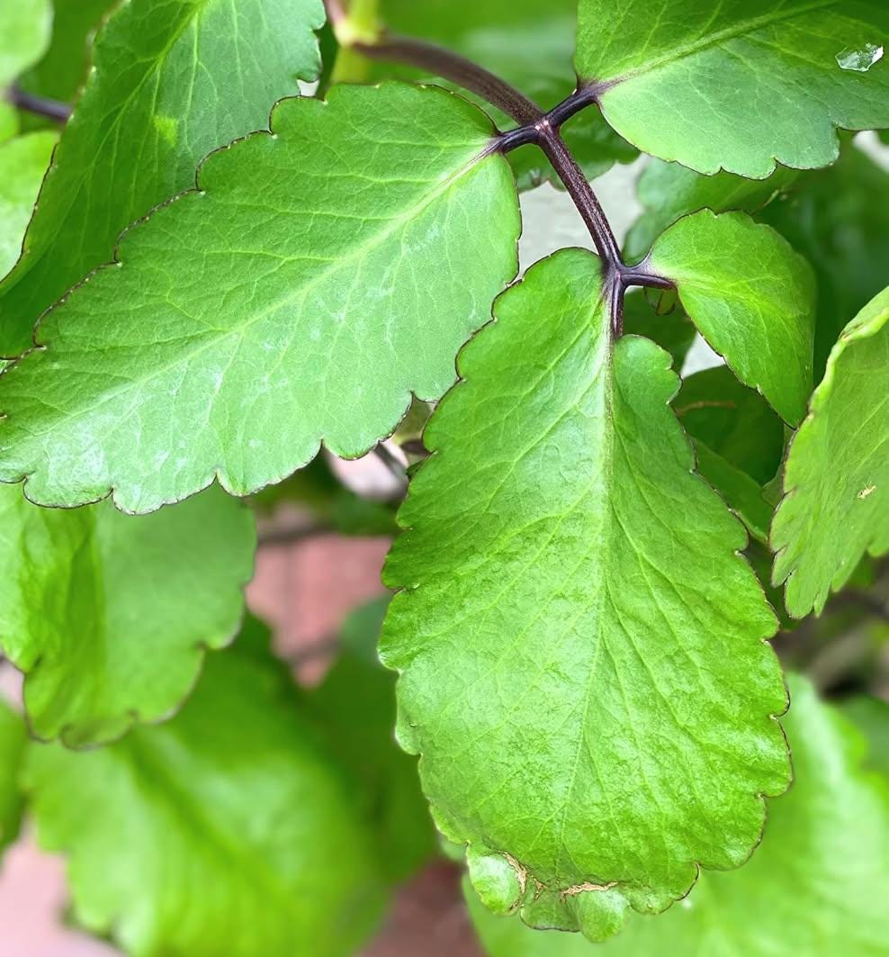 Five Organic Kalanchoe Pinnata Leaves: Medicinal Plant Cuttings
