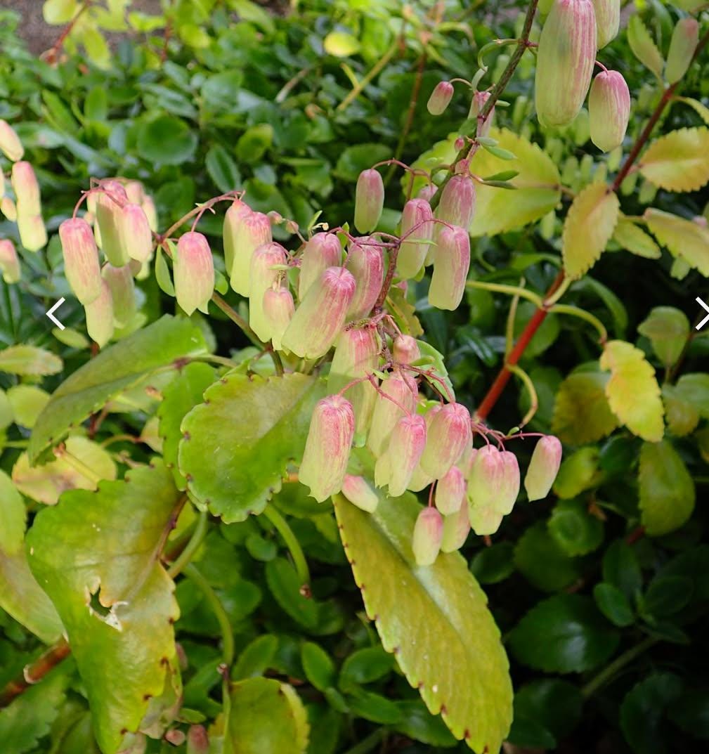 Organic Kalanchoe Pinnata Plant: Medicinal Heirloom in 2.5" Pot.