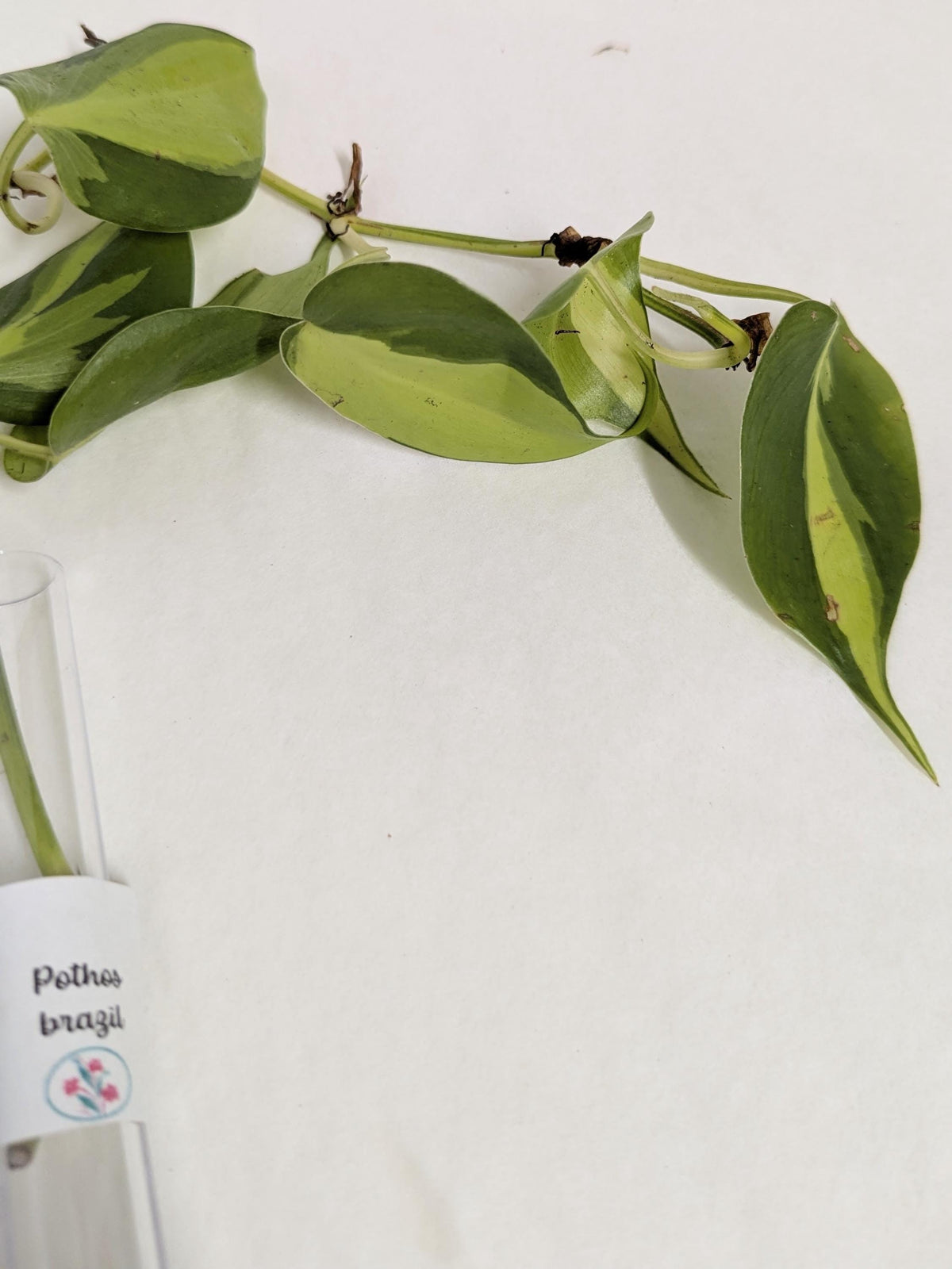 Organic Houseplant Cuttings Collection: Home Garden Plants.No CA shipping sorry.