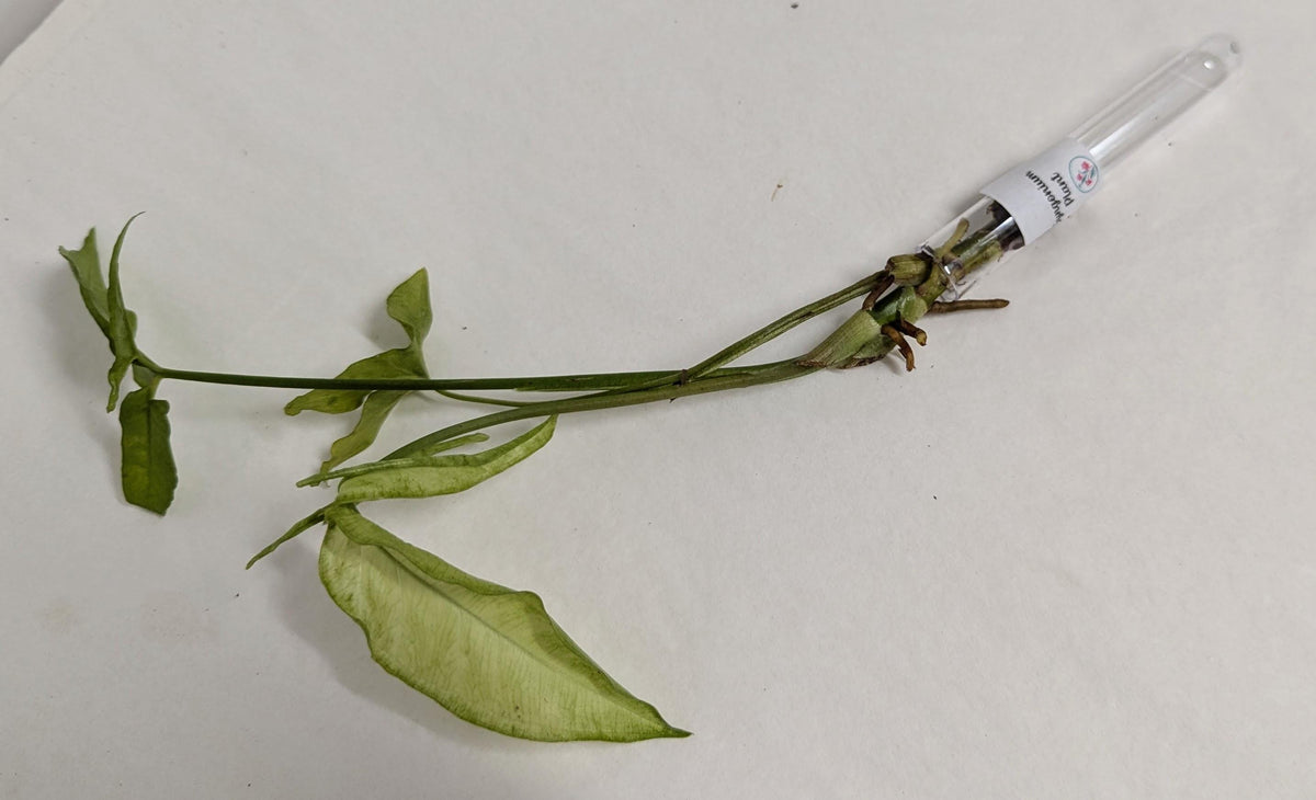 Organic Houseplant bare rooted plants Collection: Home Garden Plants. No CA shipping sorry.