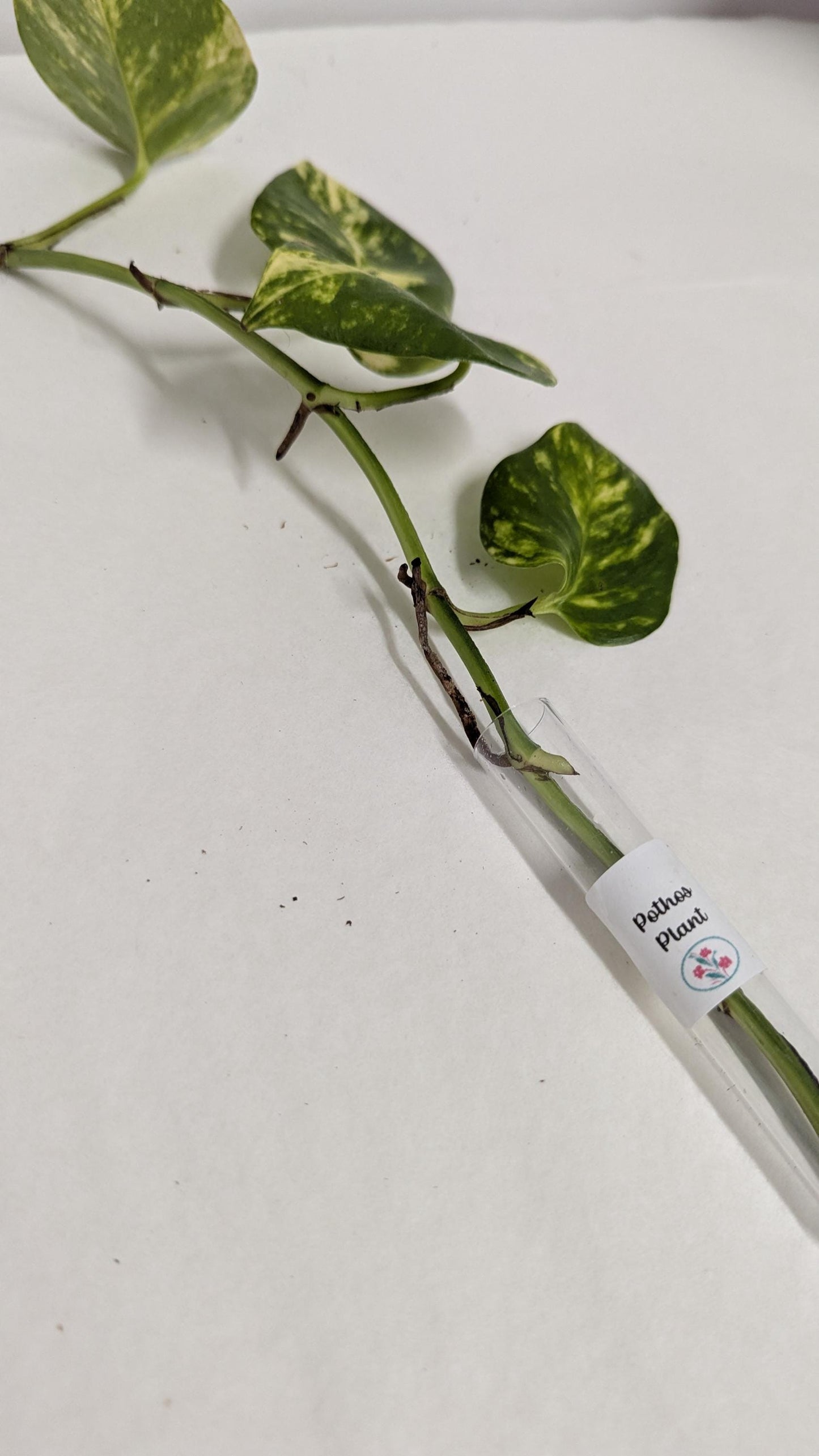 Organic Houseplant bare rooted plants Collection: Home Garden Plants. No CA shipping sorry.