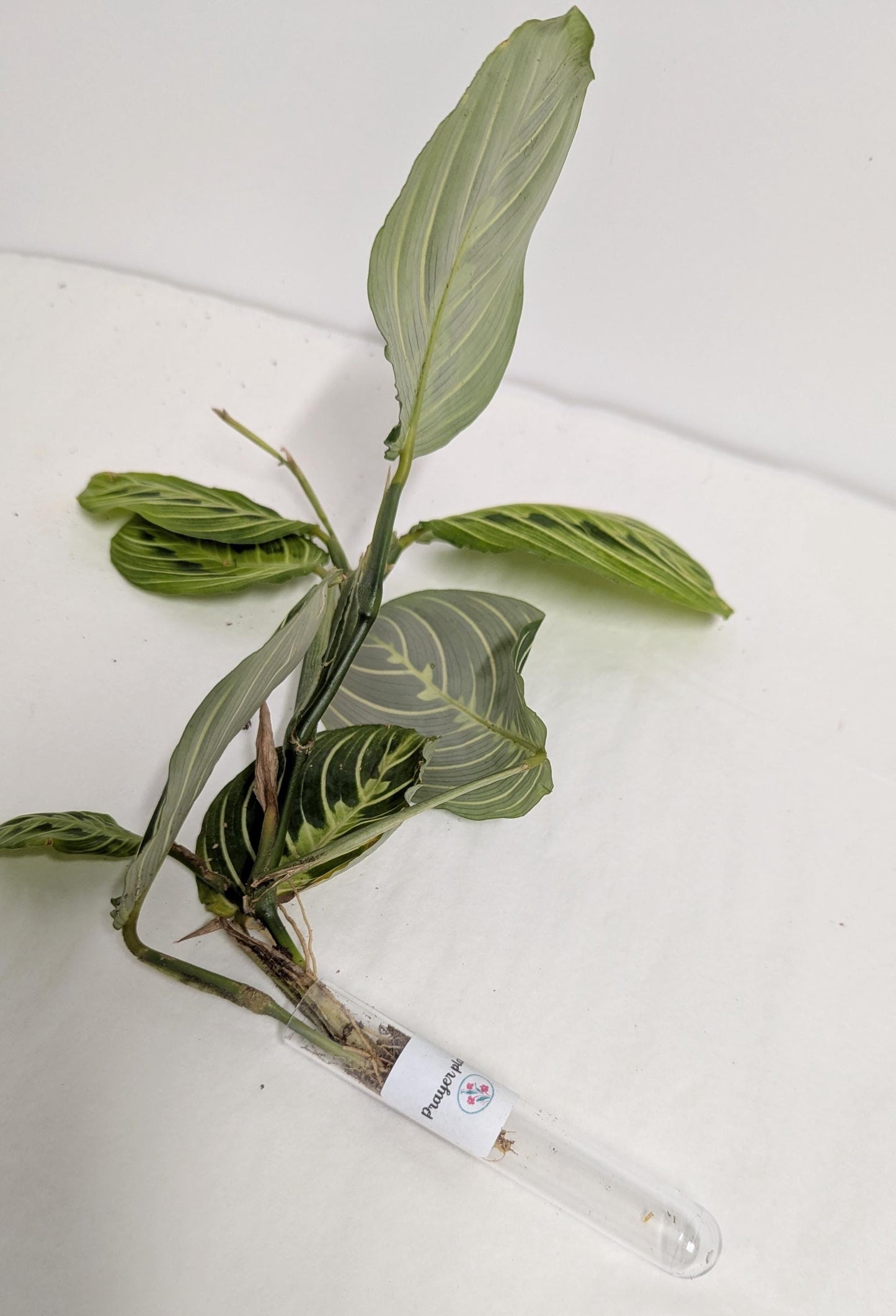 Organic Houseplant bare rooted plants Collection: Home Garden Plants. No CA shipping sorry.