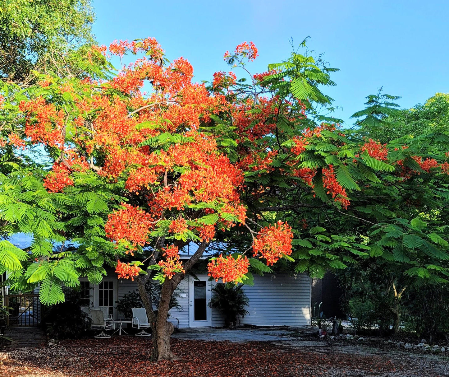 Royal Poinciana Tree Seeds: Delonix Regia - Tree of Fire (Care Guide Included)