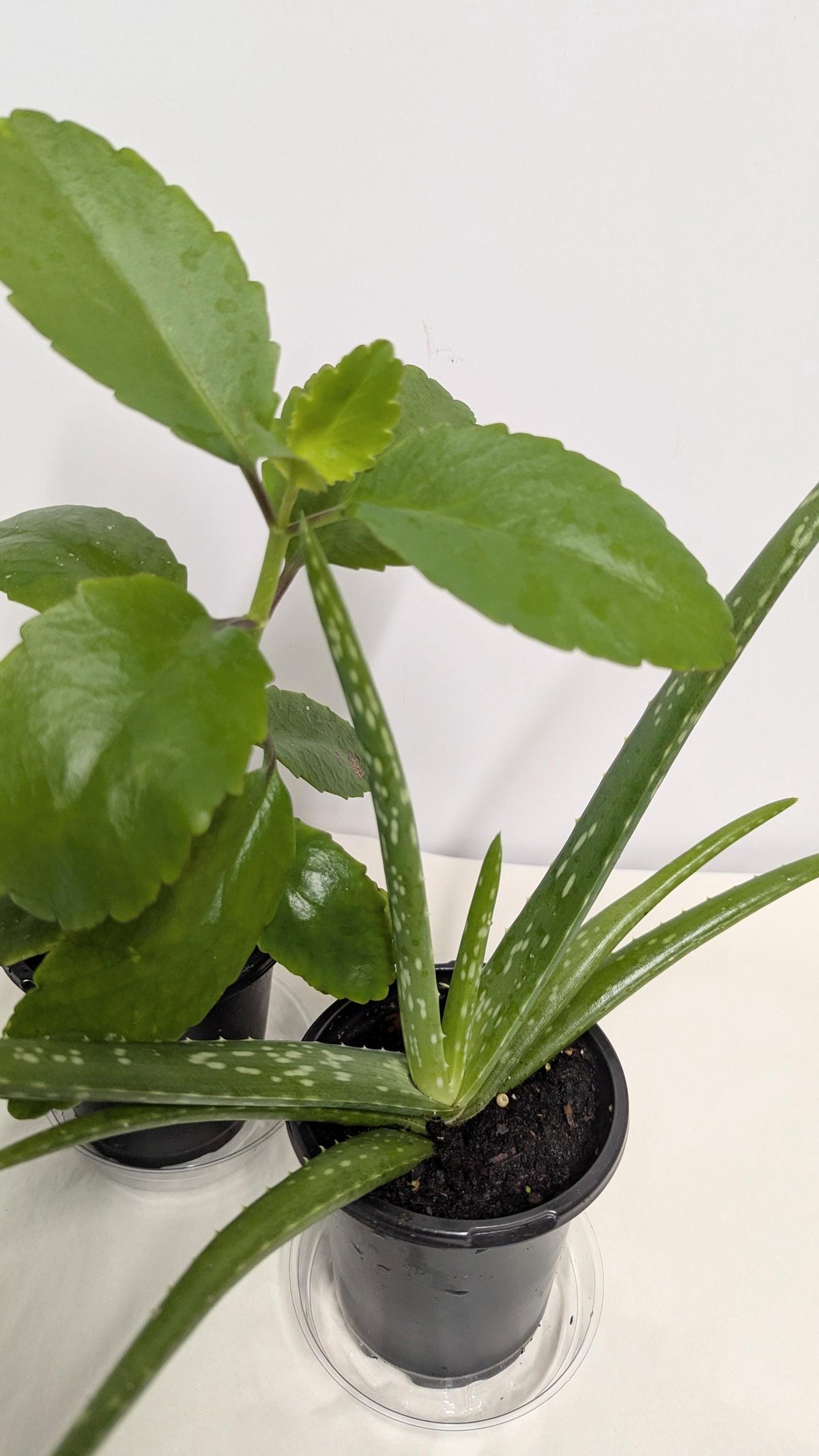 Organic Kalanchoe pinnata & Aloe Plant Duo - 4 Inch Pot