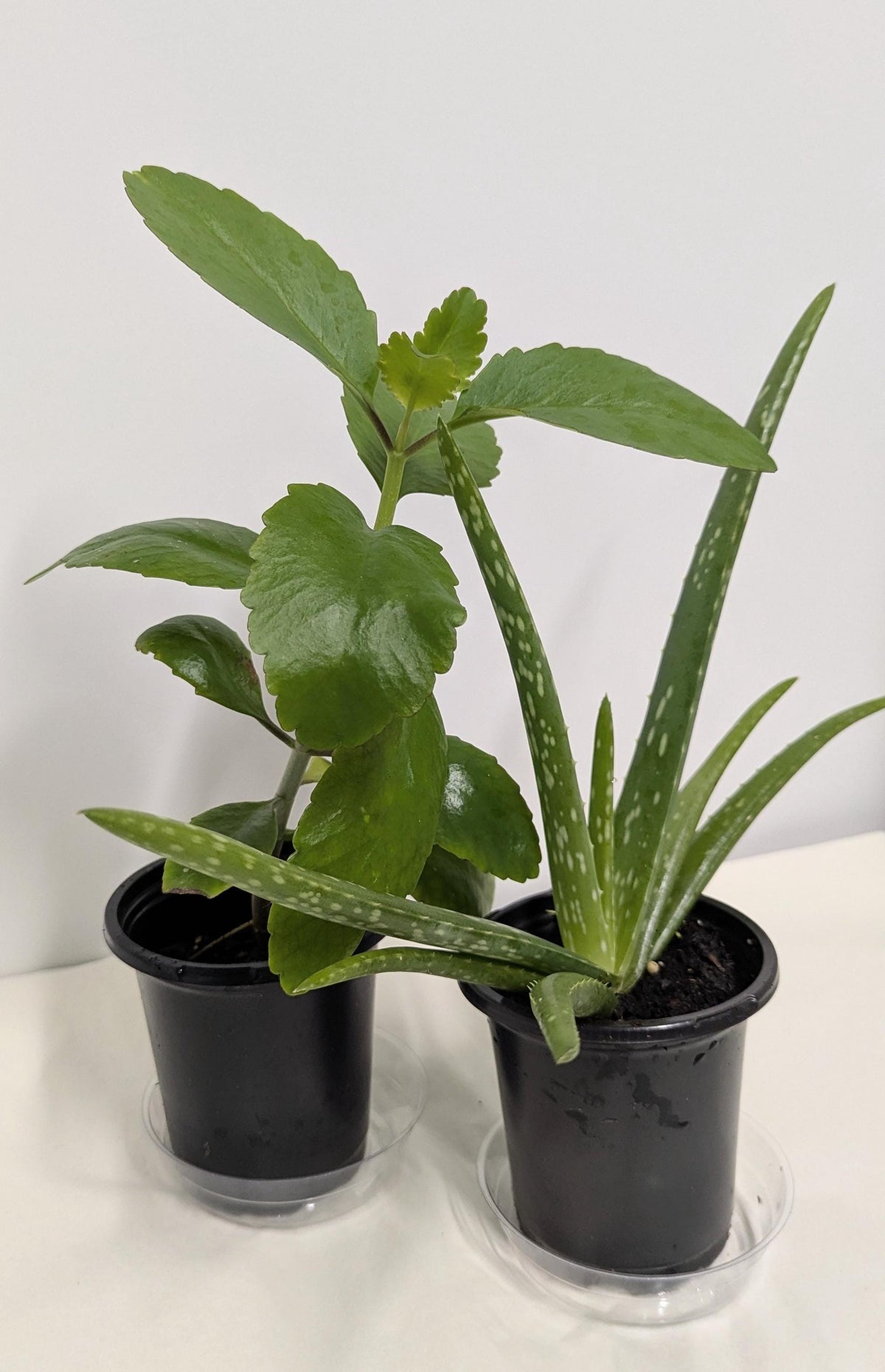 Organic Kalanchoe pinnata & Aloe Plant Duo - 4 Inch Pot