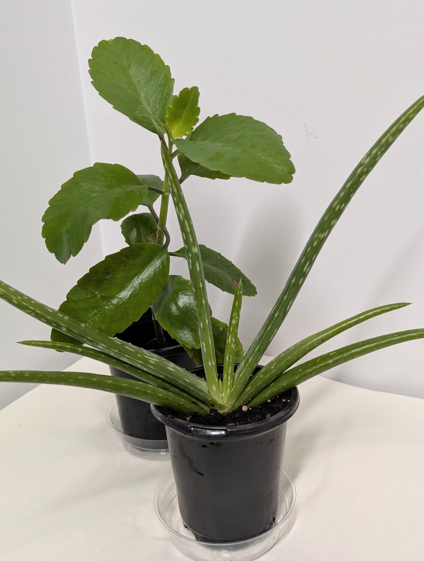 Organic Kalanchoe pinnata & Aloe Plant Duo - 4 Inch Pot