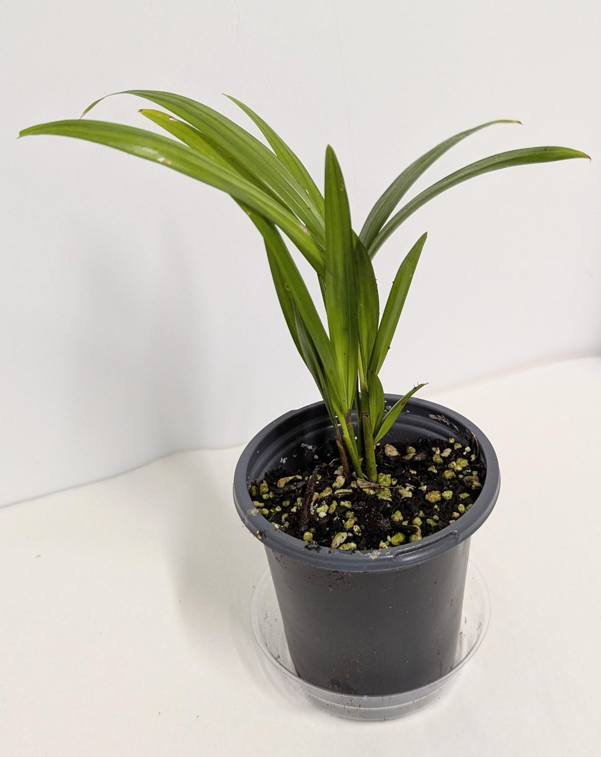 Organic Areca Palm Seedling: Air Filtering Houseplant (2 inch pot). No shipping to CA.